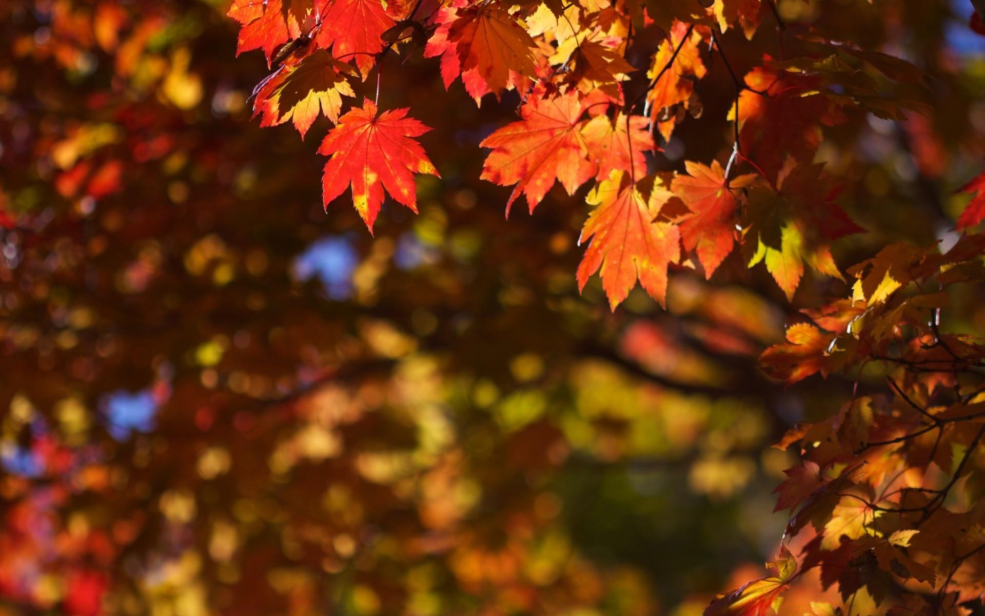 1920x1200 October in Japan
