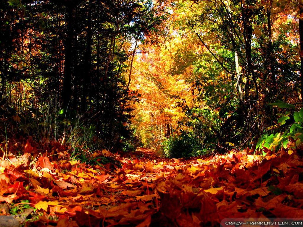 Autumn Weather Wallpapers - Top Free Autumn Weather Backgrounds ...
