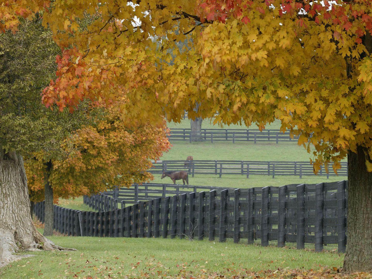 1440x1080 Best Free Autumn Wallpaper