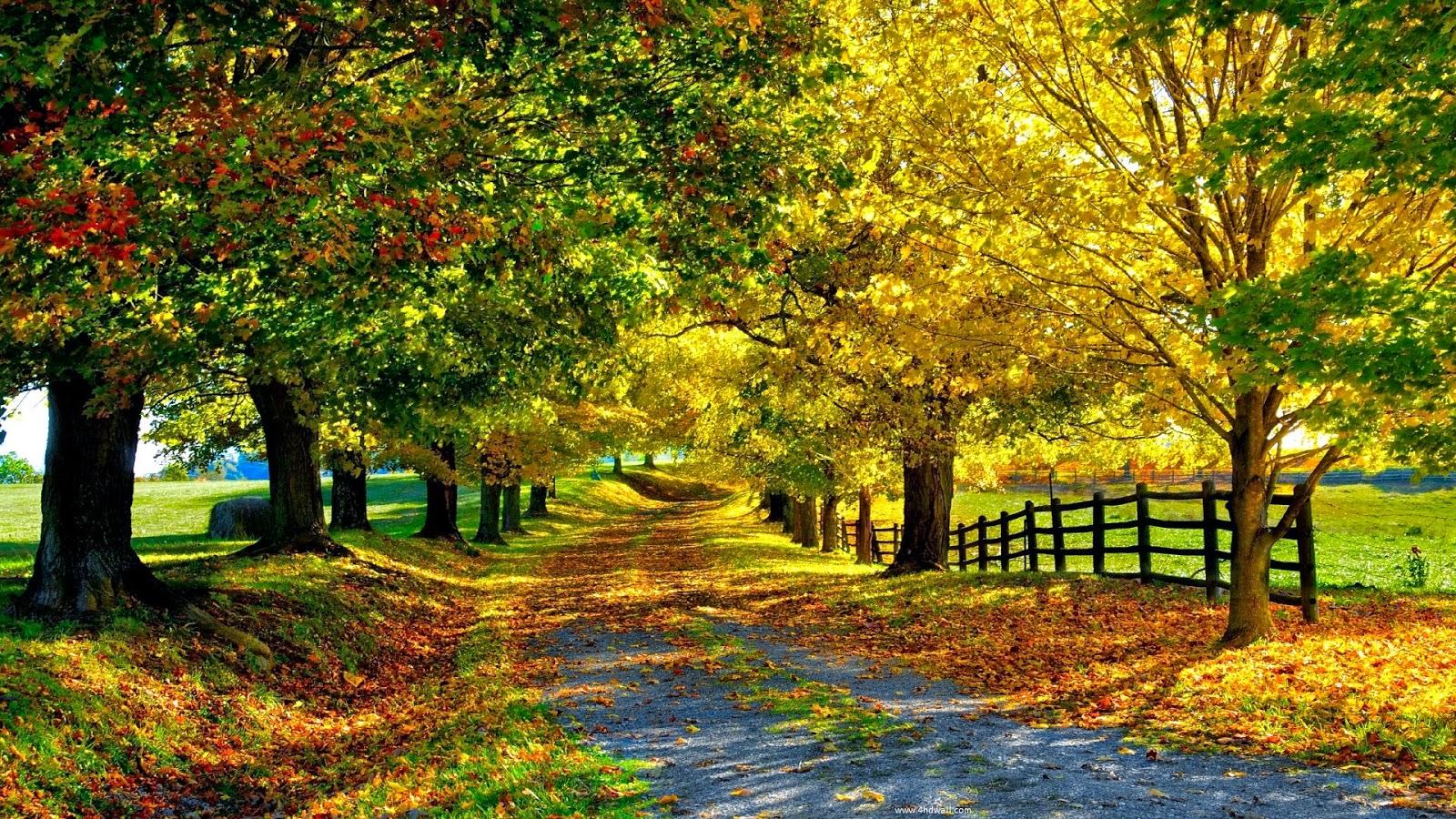 1600x900 Season, Beauty, wallpaper, Winter, Autumn, Summer, Season Image Download HD Wallpaper