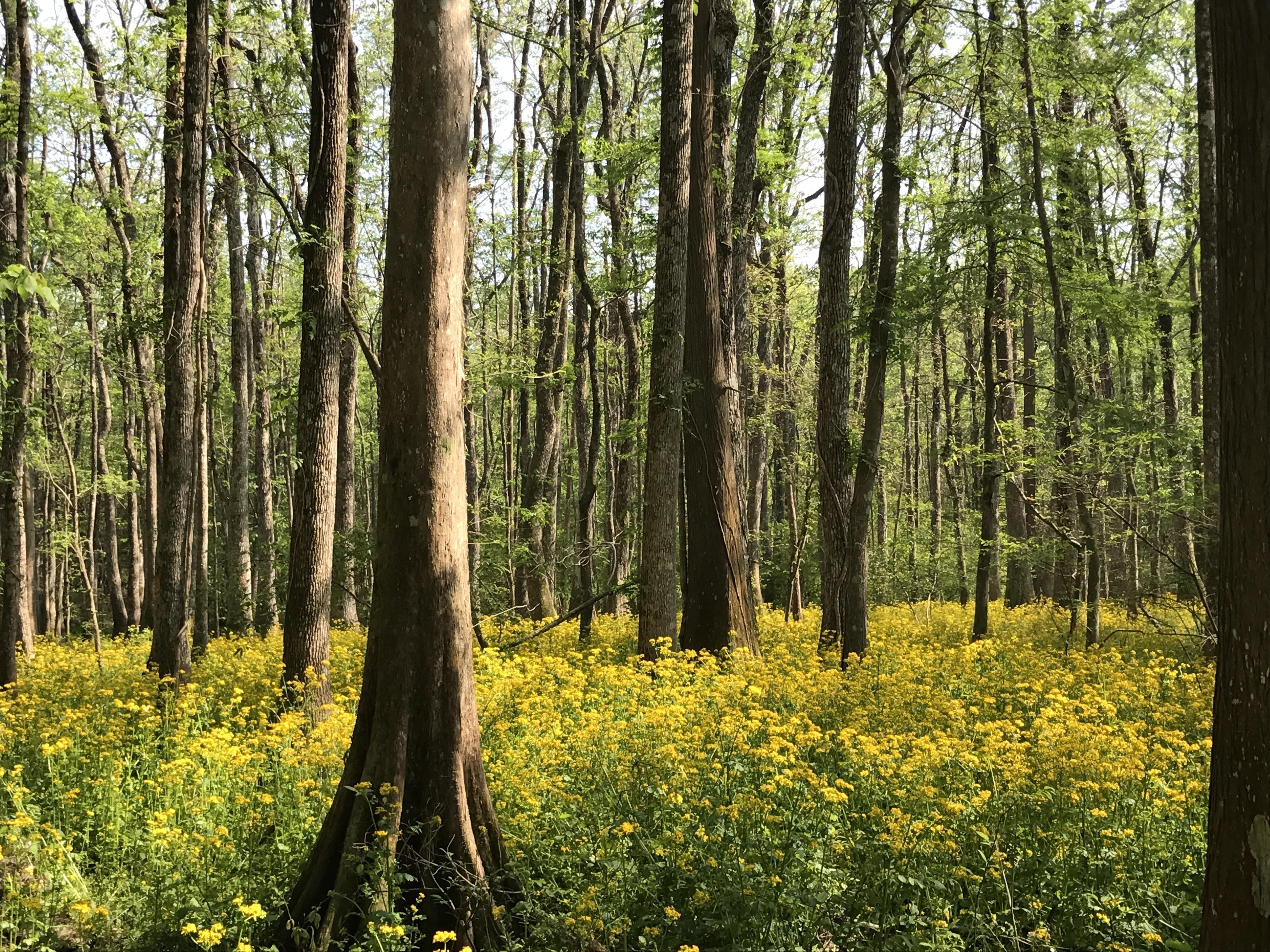 4032x3024 earthporn
