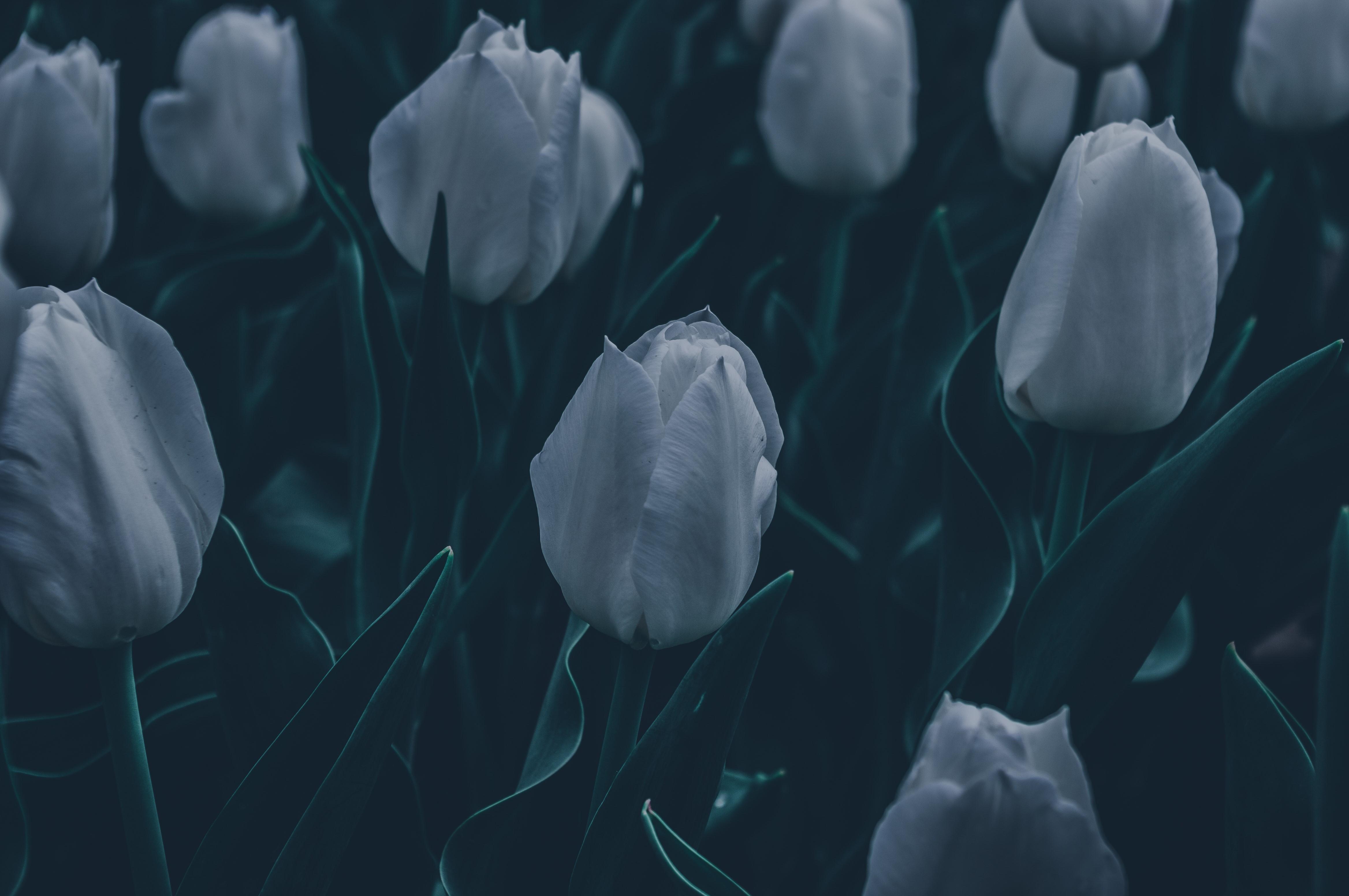 Dark spring wallpapers top free dark spring backgrounds wallpaperaccess