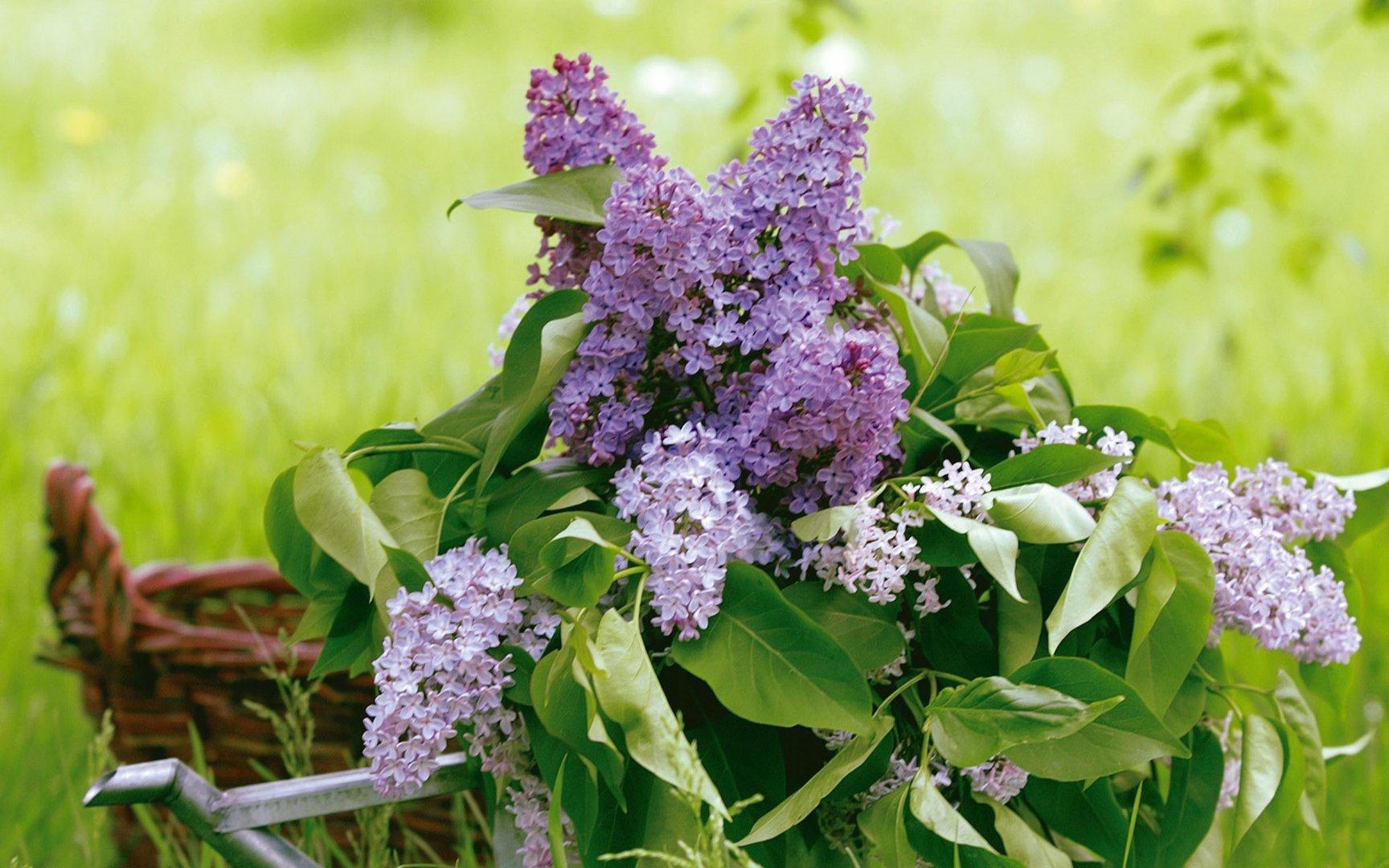 1728x1080 Spring Lilacs Wallpaper