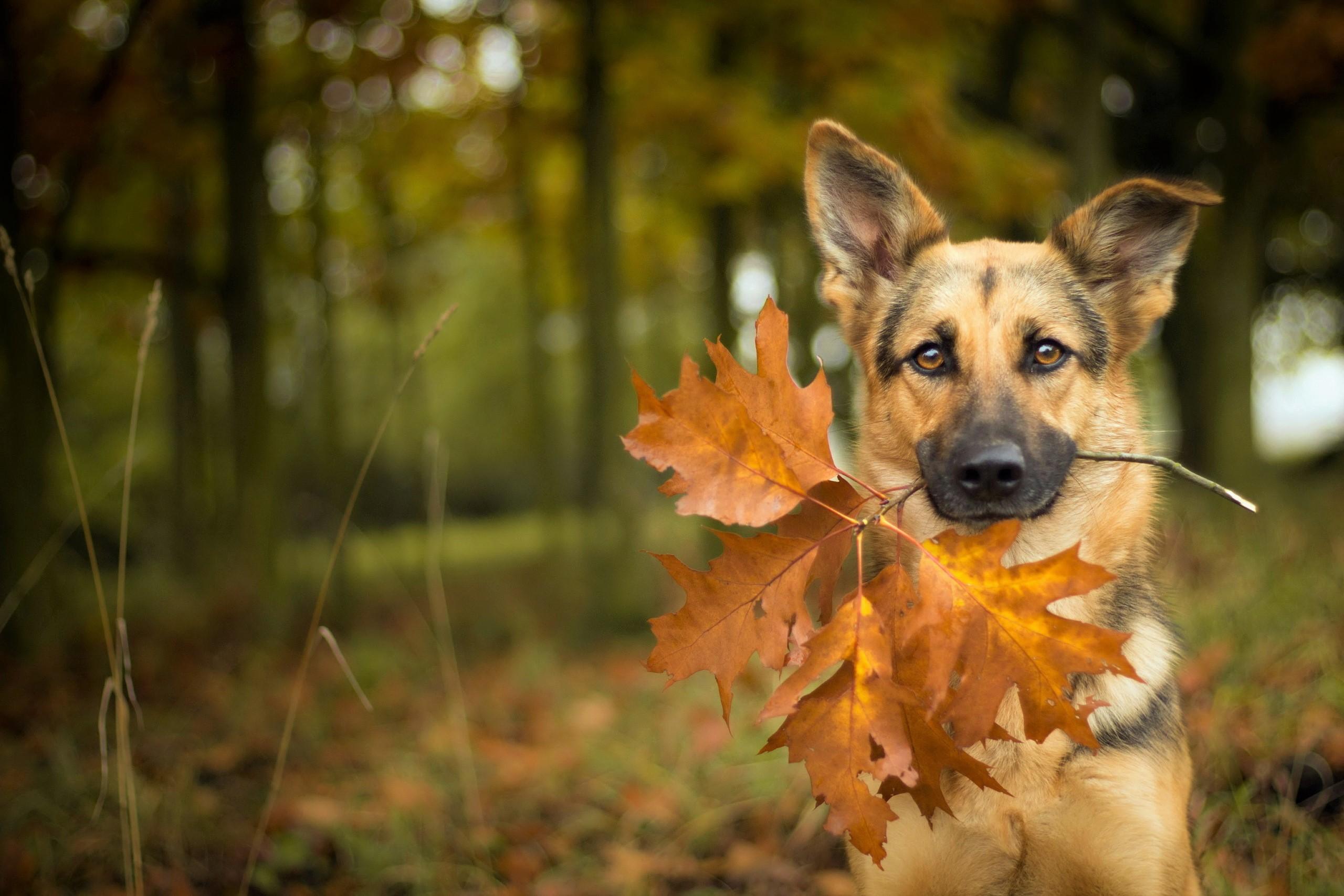 2560x1707 German Shepherd with Autumn Leaves HD Wallpaper