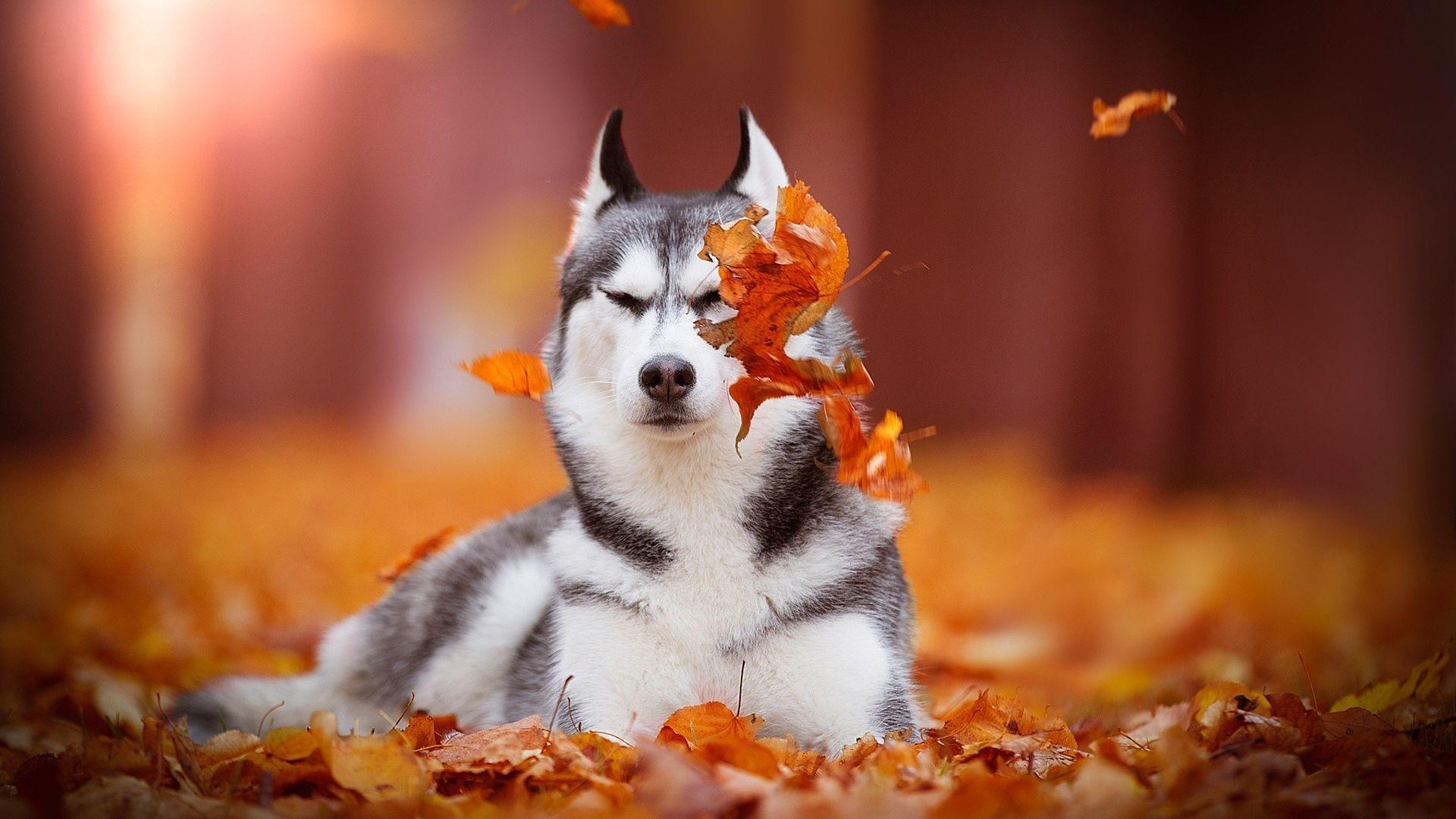 Autumn Puppy Wallpapers - Top Free Autumn Puppy Backgrounds