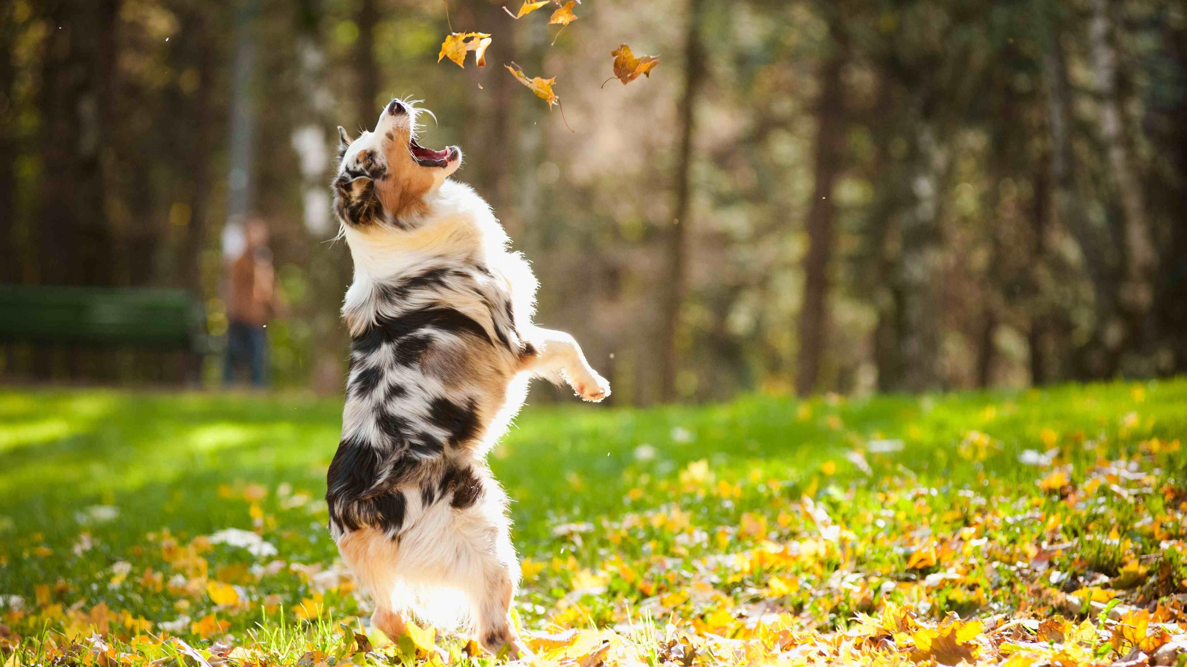 3840x2160 Wallpaper Dog, puppy, jumping, leaves, autumn, pet, green grass, park, Animals