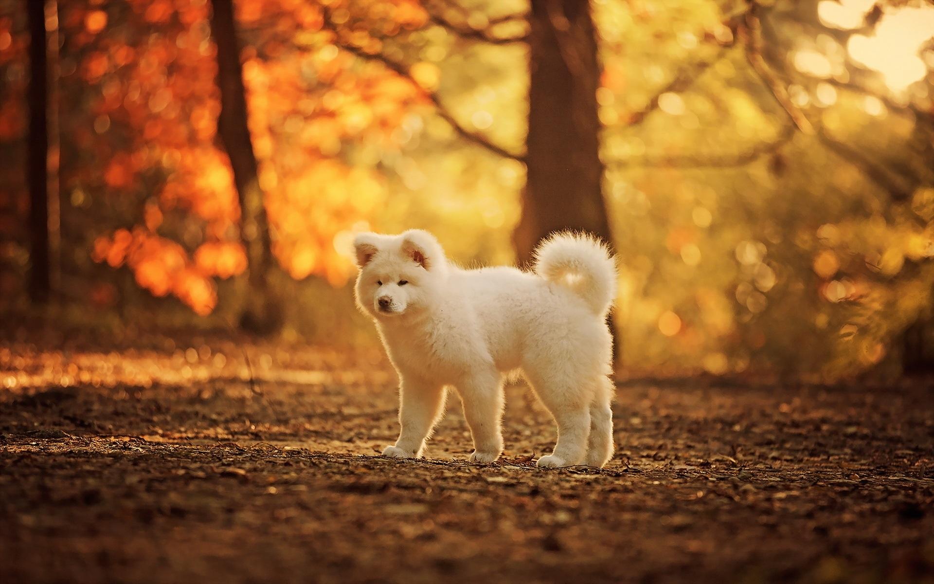 1920x1200 Wallpaper Cute White Dog, Autumn, Trees Autumn Wallpaper Dog