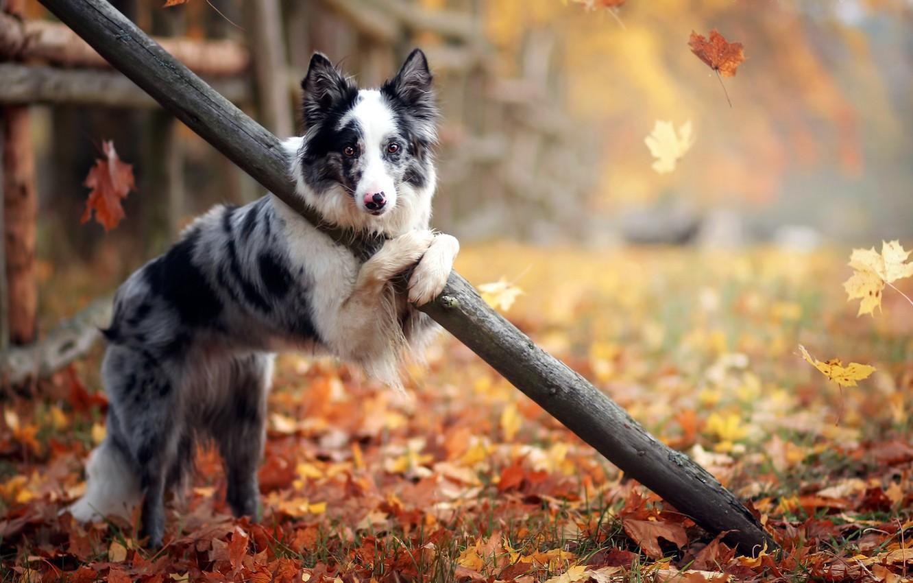 Autumn Puppy Wallpapers - Top Free Autumn Puppy Backgrounds