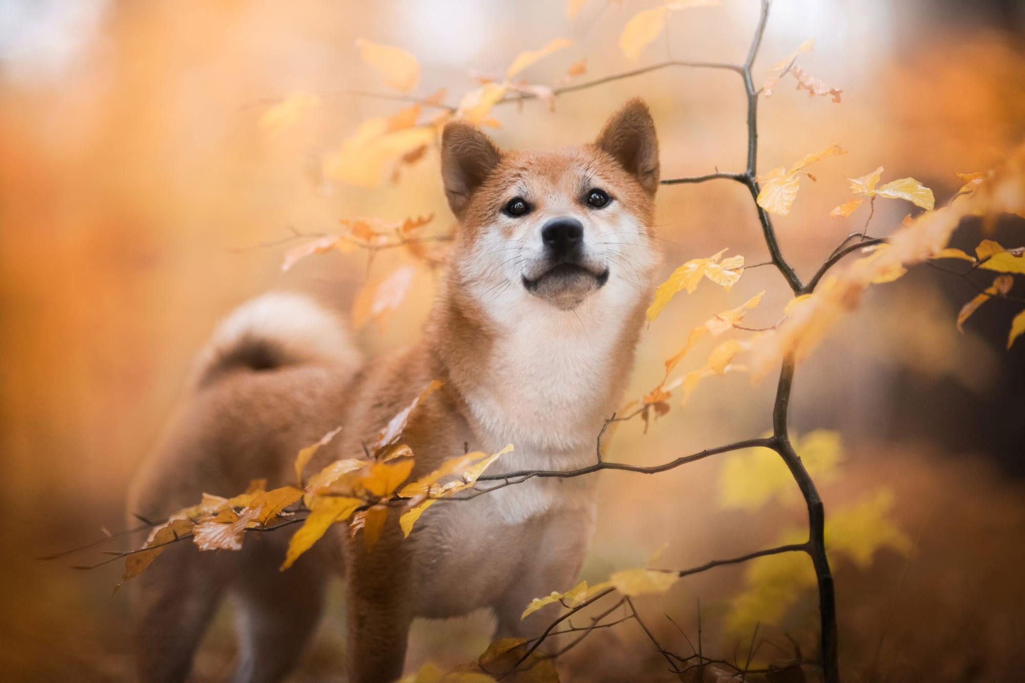 2000x1334 Wallpaper Dogs, Shiba Inu, Baby Animal, Fall, Pet, Puppy • Wallpaper For You HD Wallpaper For Desktop & Mobile