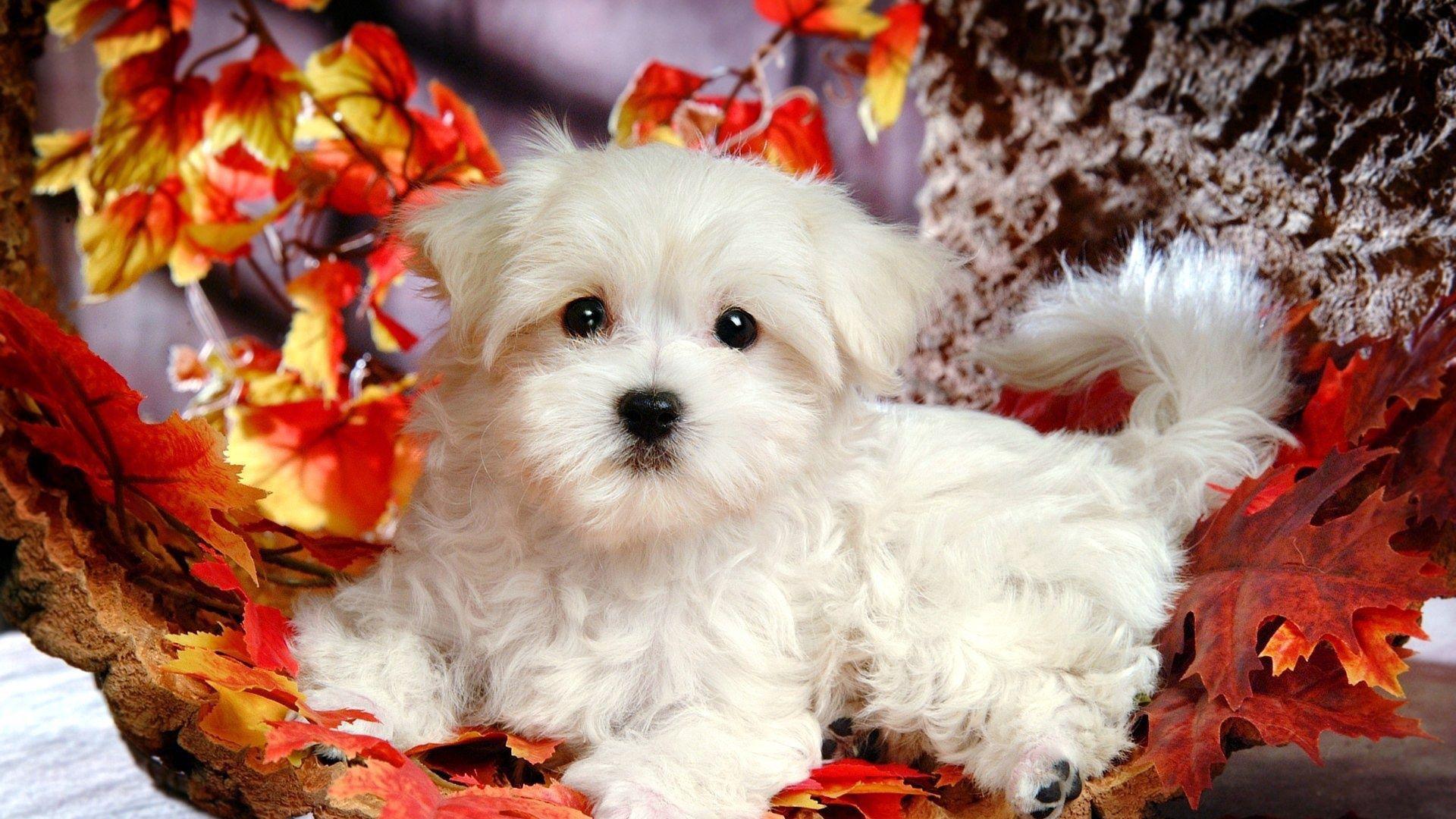 1920x1080 Download wallpaper 1920x1080 puppy, lie, leaves, autumn full hd, hdtv, fhd, 1080p HD background