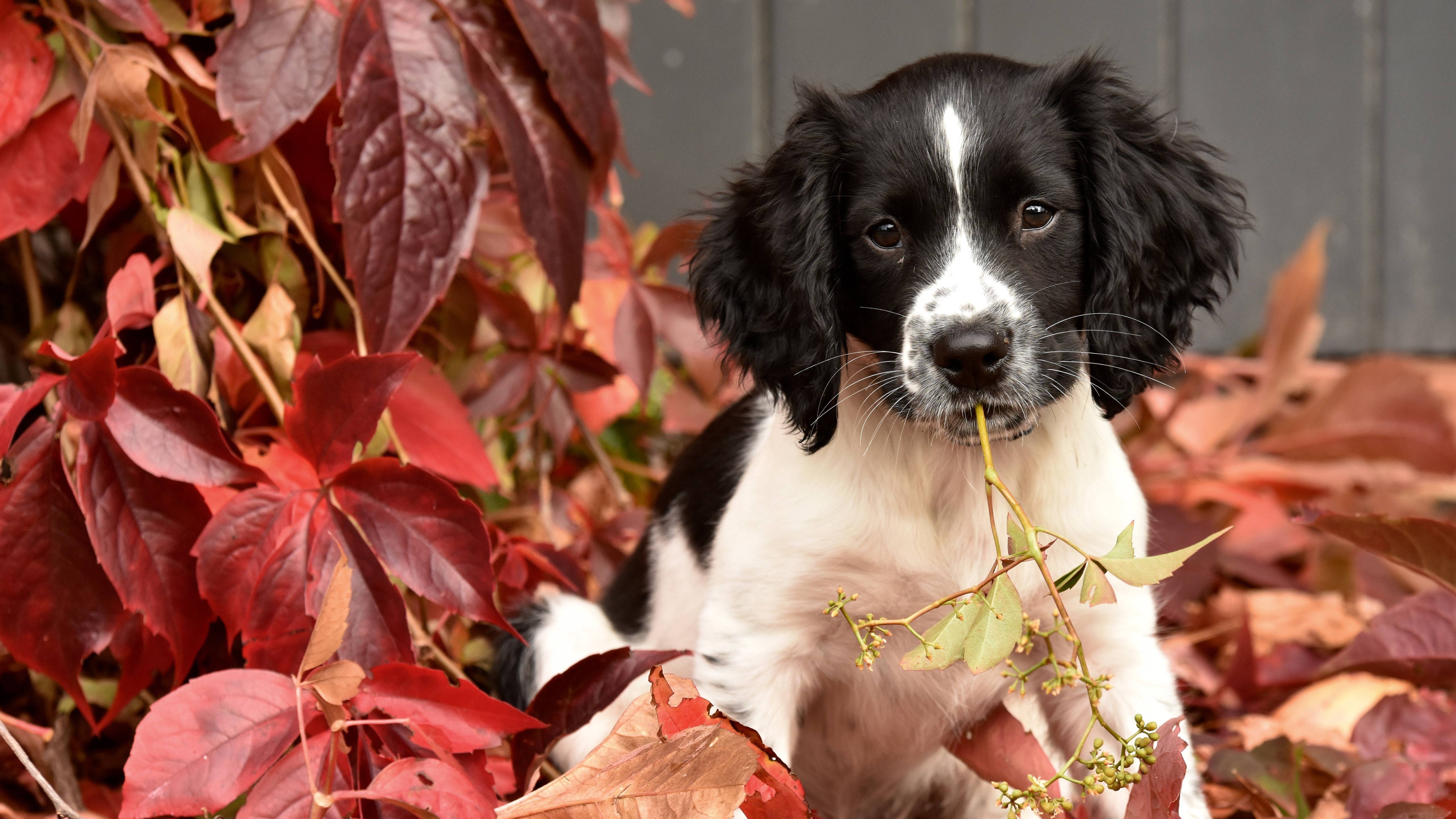 Autumn Puppy Wallpapers - Top Free Autumn Puppy Backgrounds