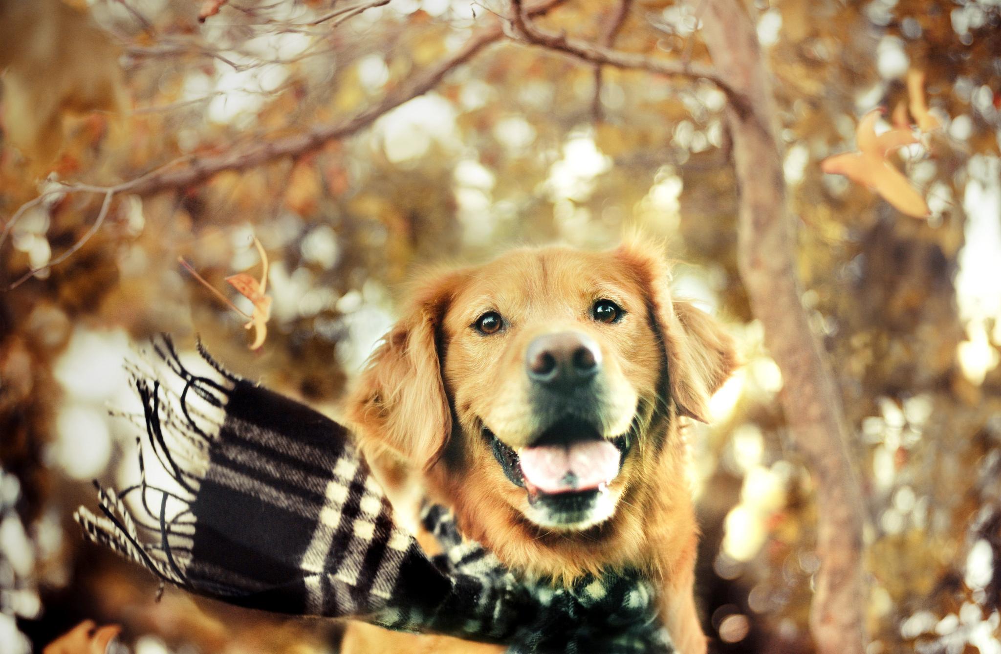 2048x1338 Golden Retriever Fall Background HD Wallpaper