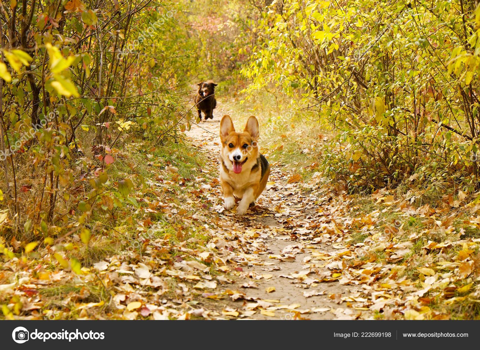 1600x1167 Dog Welsh Corgi Fallen Leaves Autumn HD Wallpaper Lib Corgi Background