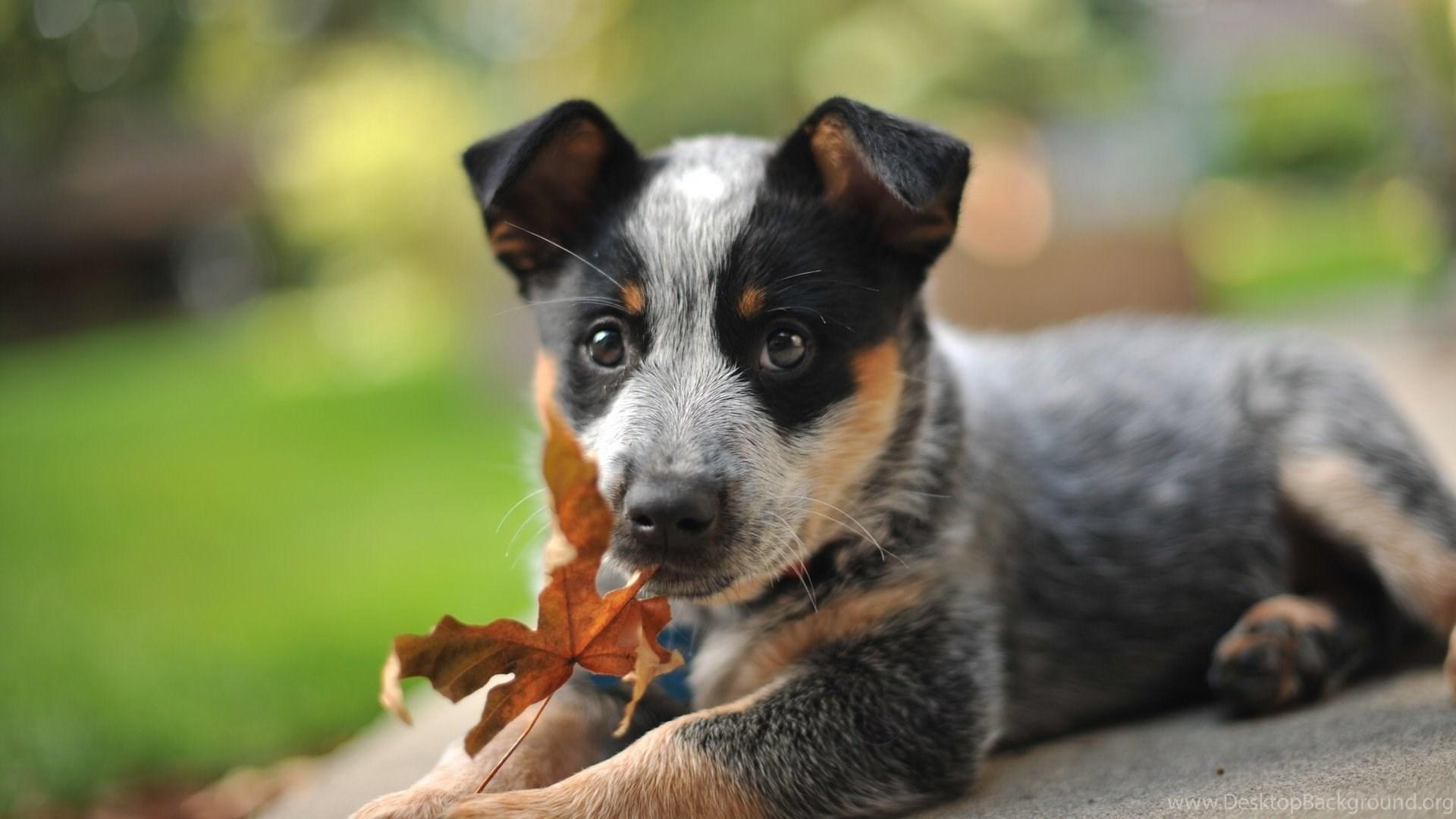 1920x1080 Australian Shepherd Puppy And Autumn Leaf Wallpaper And Image. Desktop Background