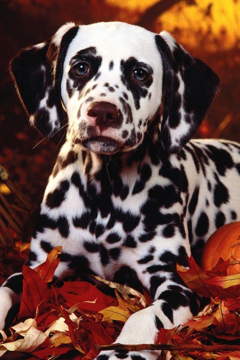 800x1200 Halloween Puppy Wallpaper