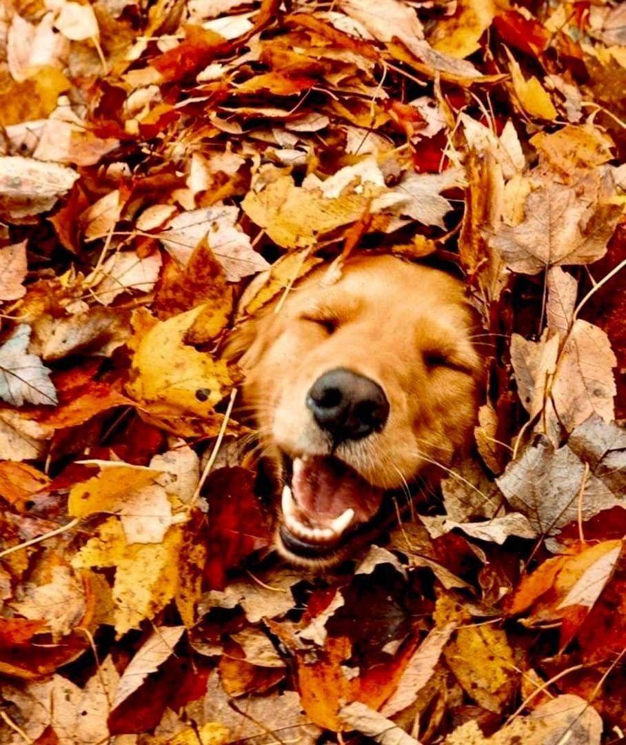 Autumn Puppy Wallpapers - Top Free Autumn Puppy Backgrounds ...