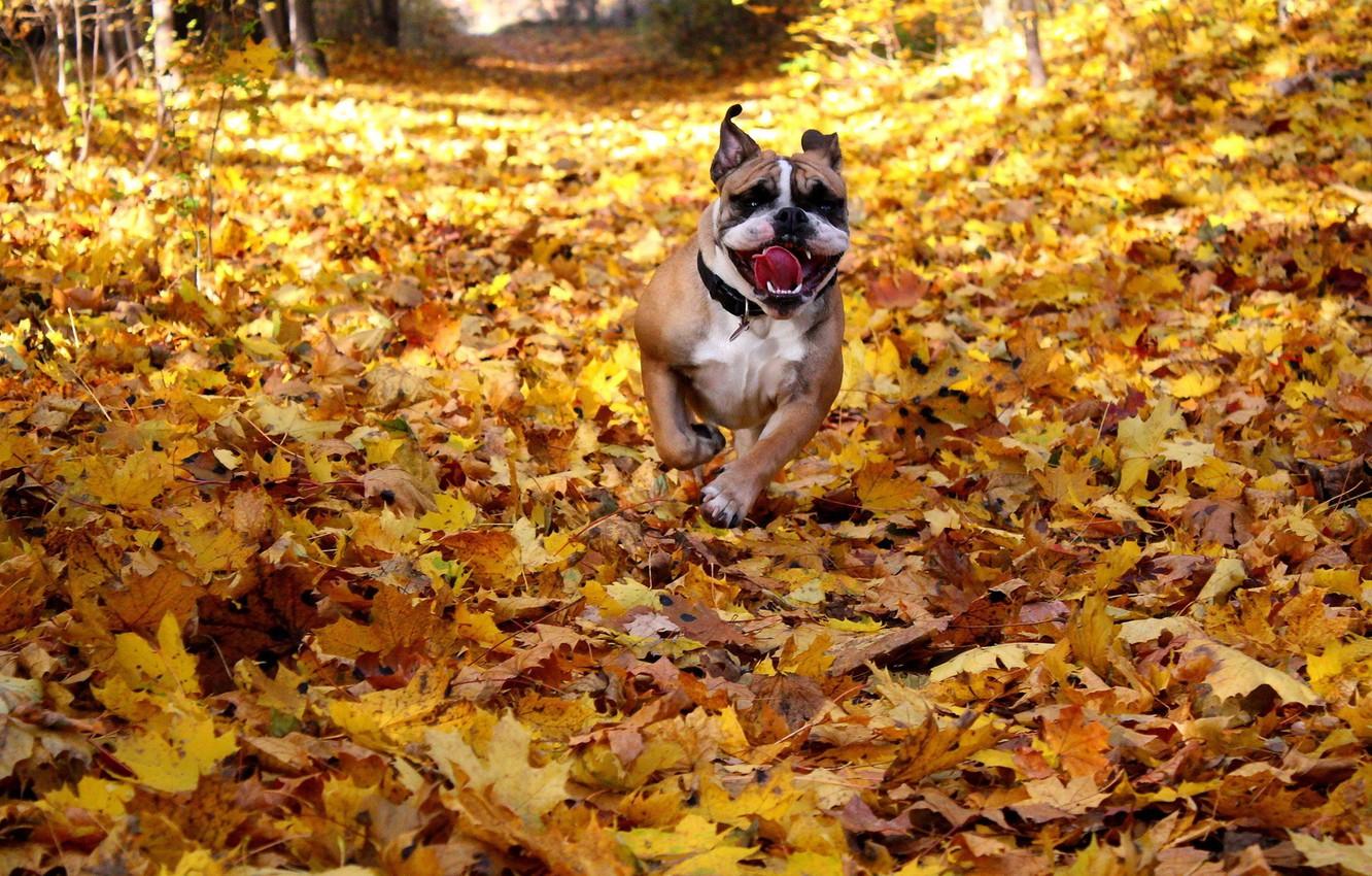 1332x850 Wallpaper happy, dog, fall, running image for desktop, section собаки