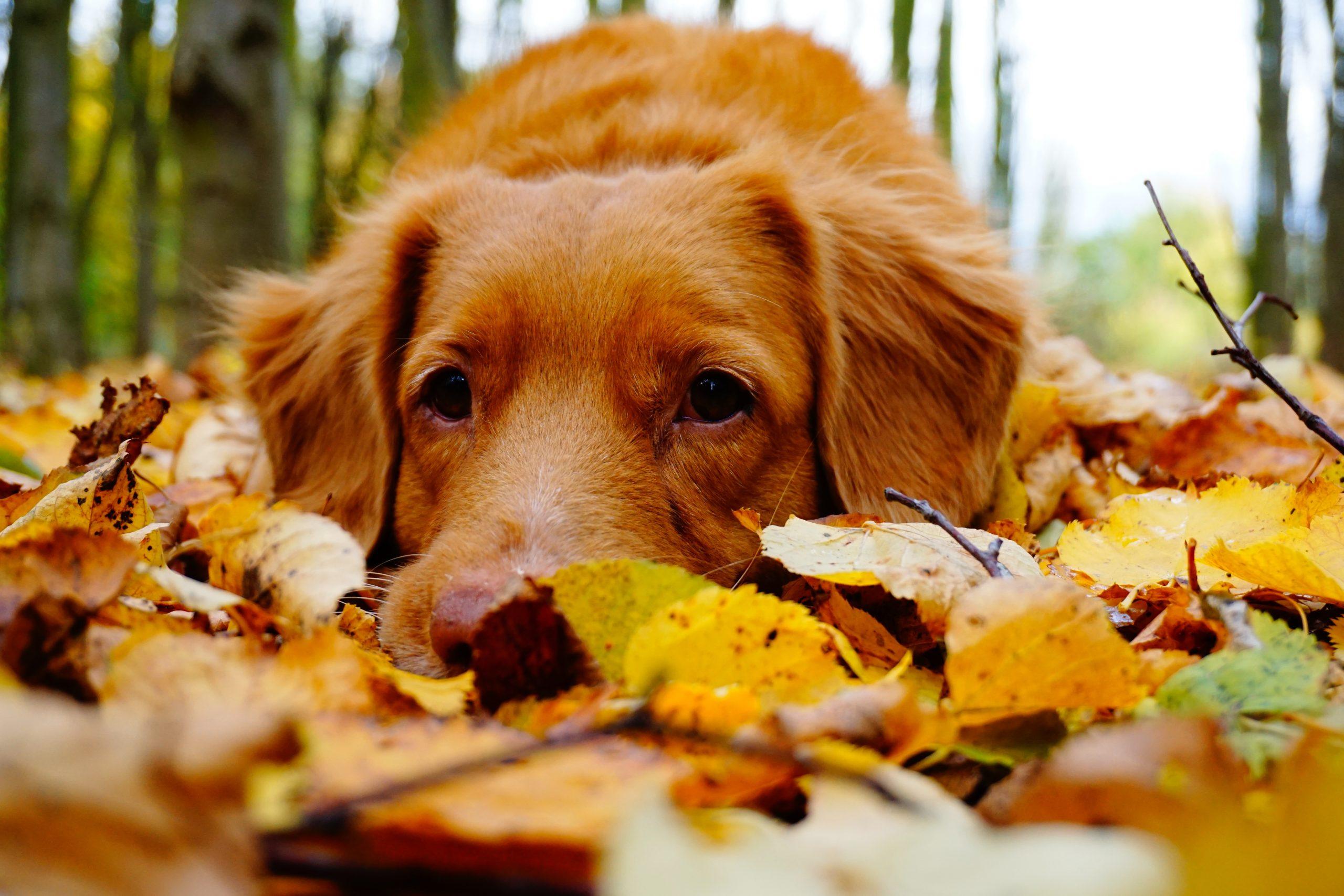 2560x1707 Dog in Autumn Leaves Definition, High Resolution HD Wallpaper : High Definition, High Resolution HD Wallpaper