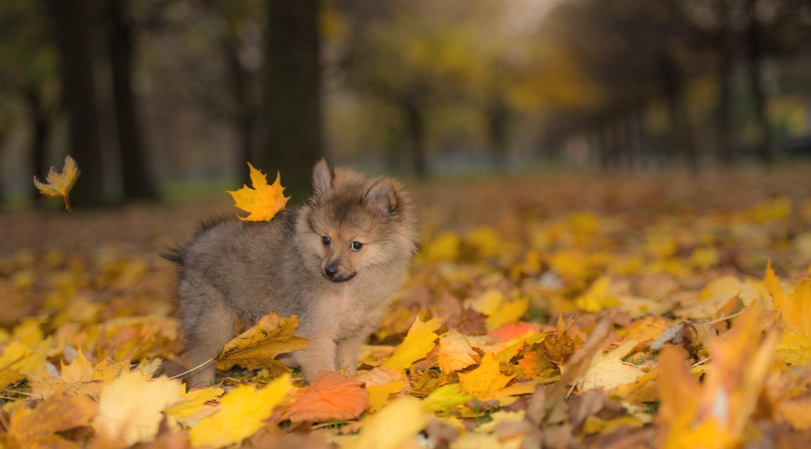 Autumn Puppy Wallpapers - Top Free Autumn Puppy Backgrounds