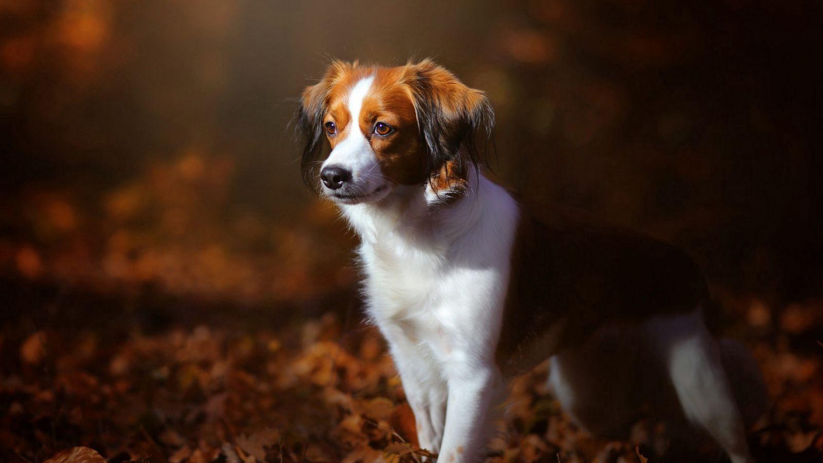 Autumn Puppy Wallpapers - Top Free Autumn Puppy Backgrounds