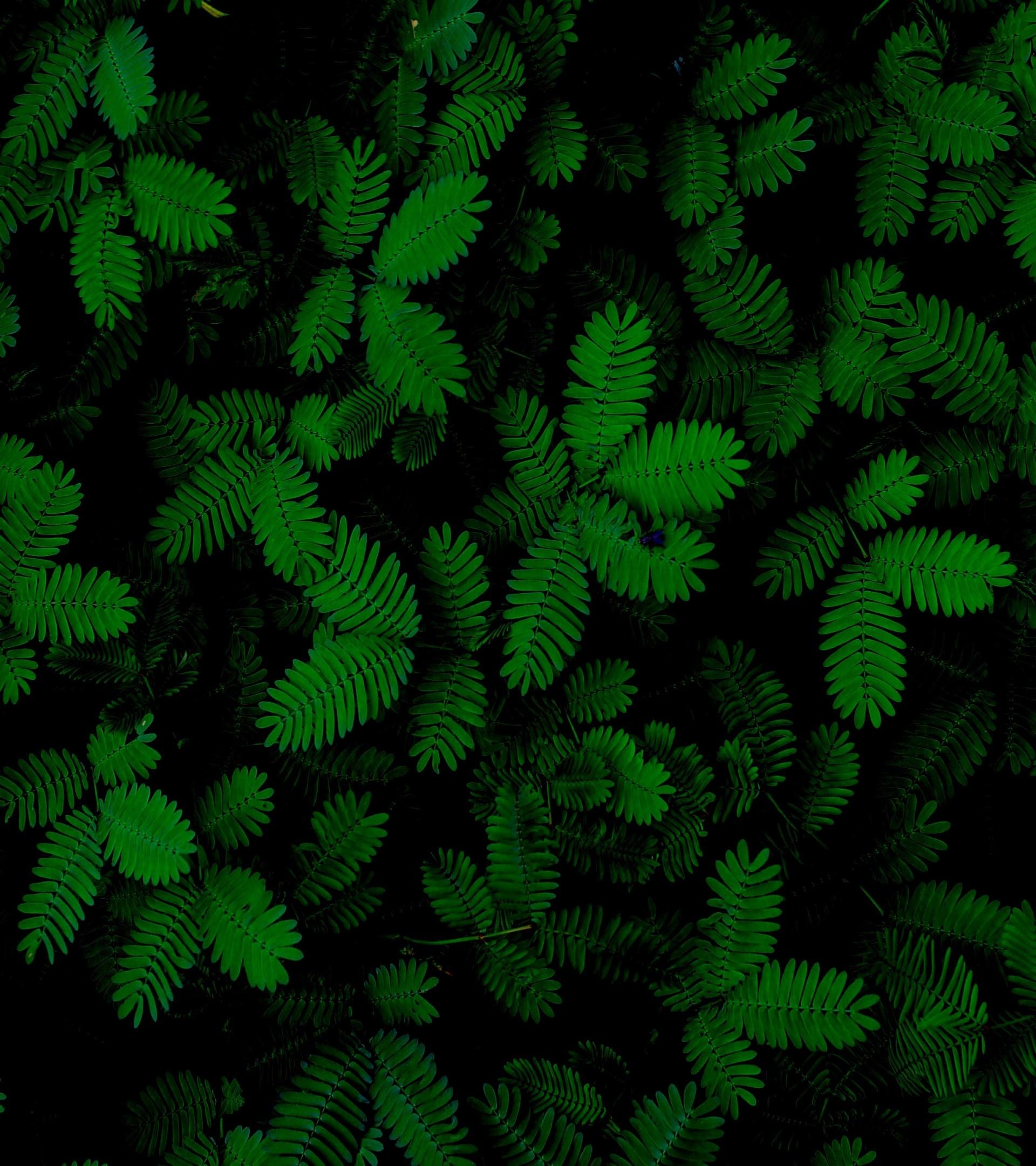 1920x2160 Download 1920x2160 Green Leaves, Plants, Foliage Wallpaper