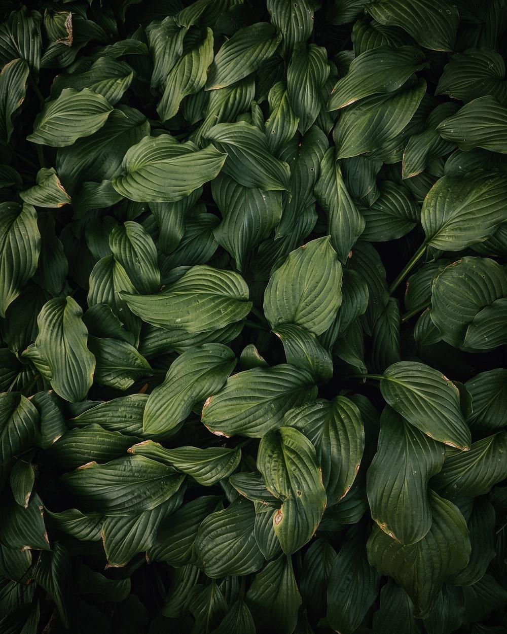 1000x1250 Green Leaves Picture. Download Free Image