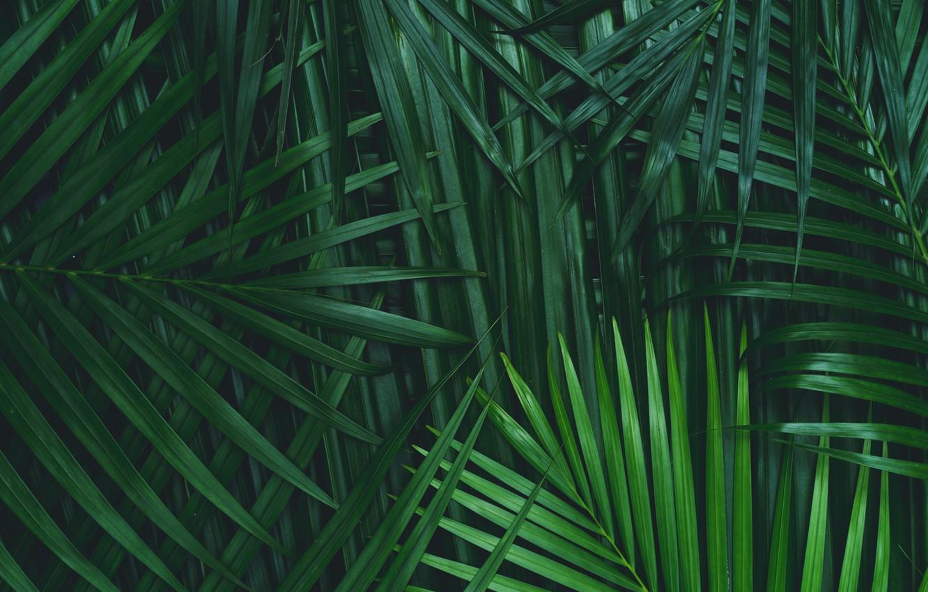 1332x850 Wallpaper Green, Palm tree, Foliage image for desktop, section природа