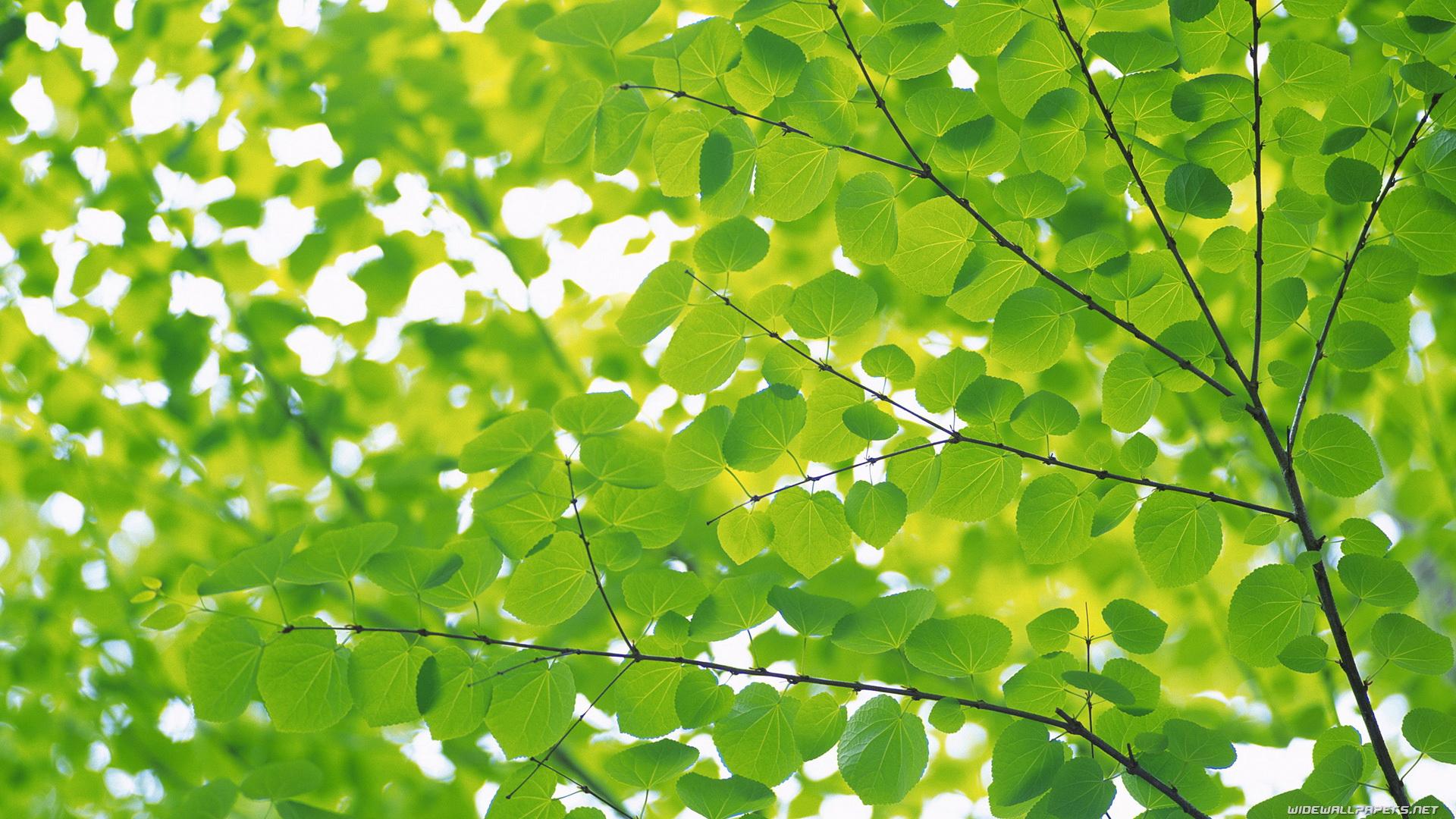 1920x1080 Green leaves desktop wallpaper HD and wide wallpaper