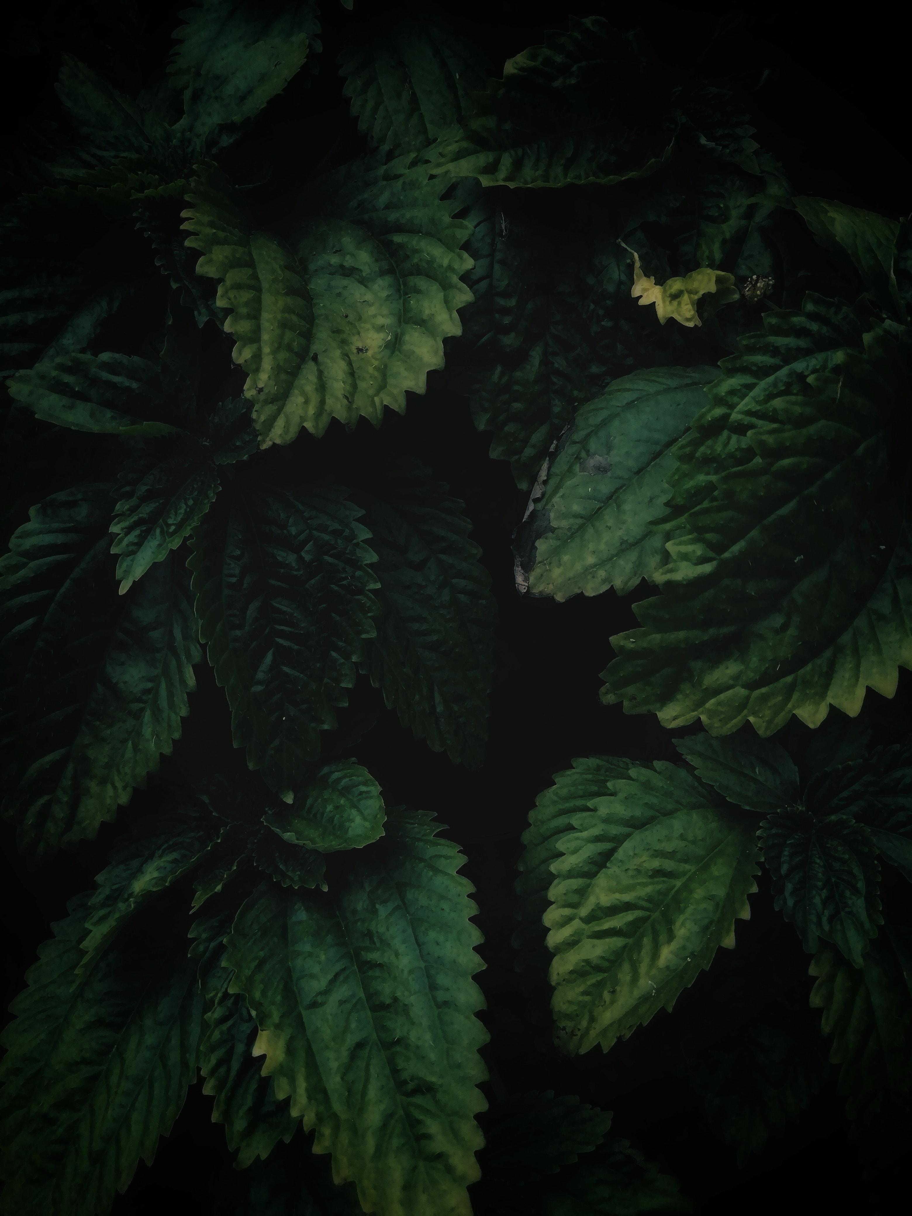 3120x4160 Close Up Of Green Leaves · Free
