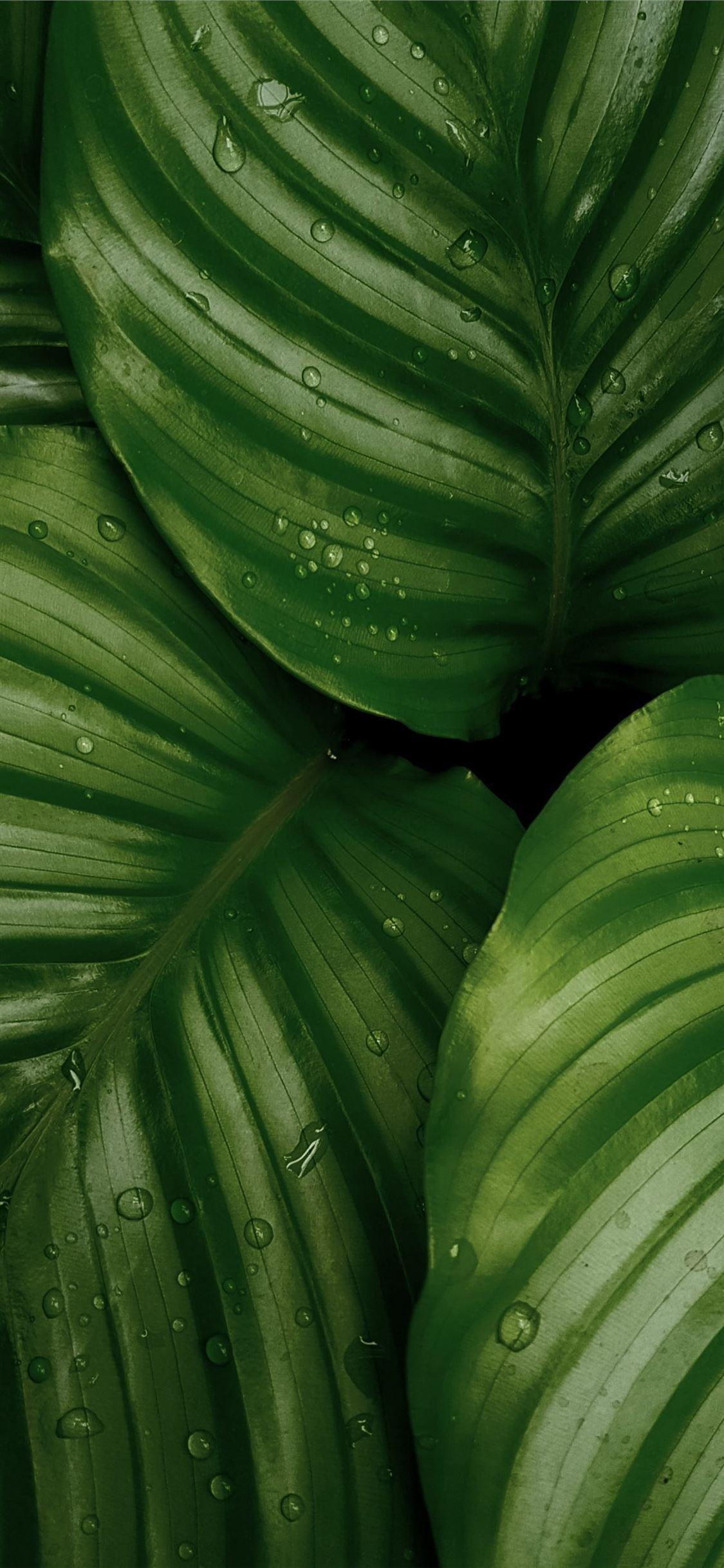 1125x2436 water droplets on green leaves #leaf #food #nature #iPhoneXWallpaper. Green nature wallpaper, Green leaf wallpaper, Dark green aesthetic