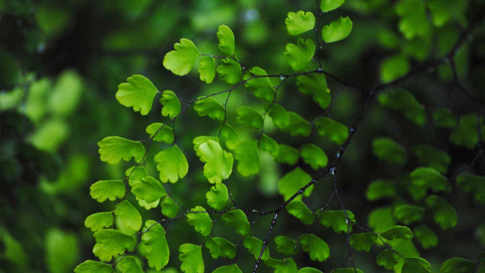 1920x1080 High Resolution Green Leaves Background HD Wallpaper