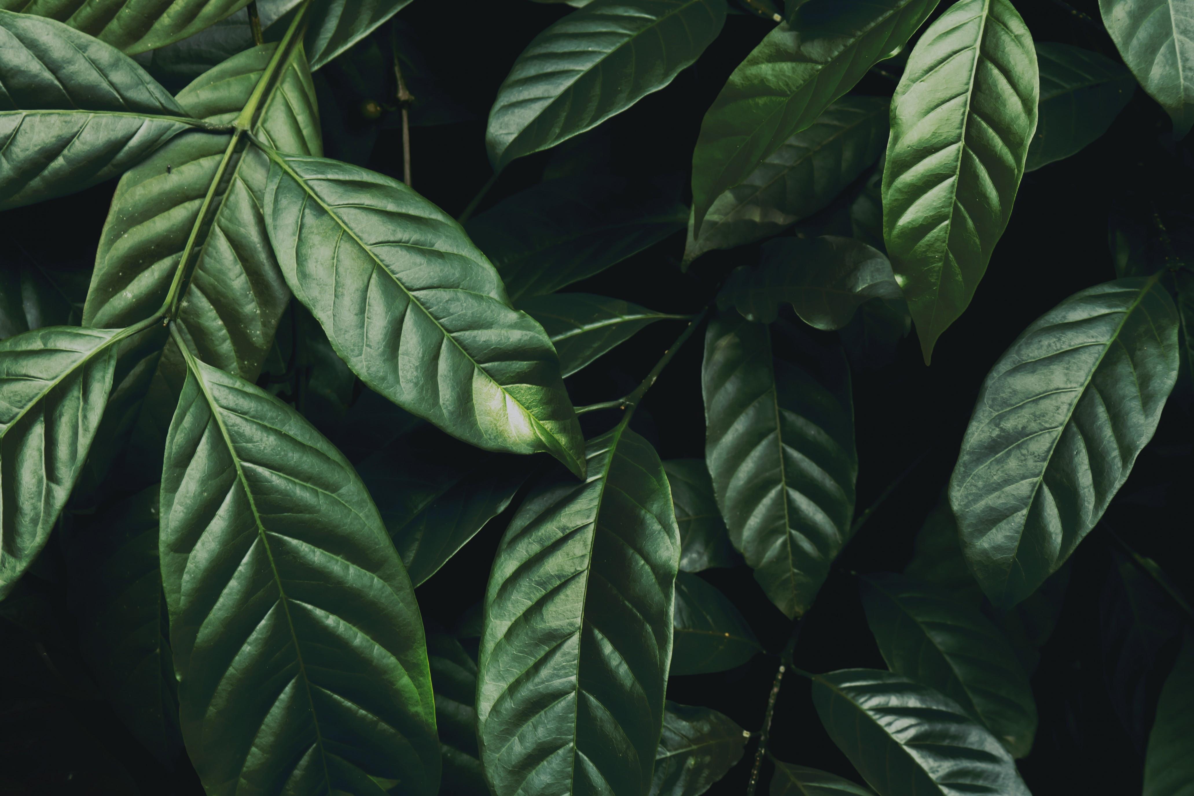4126x2751 Download 4126x2751 Green Leaves, Plants Wallpaper