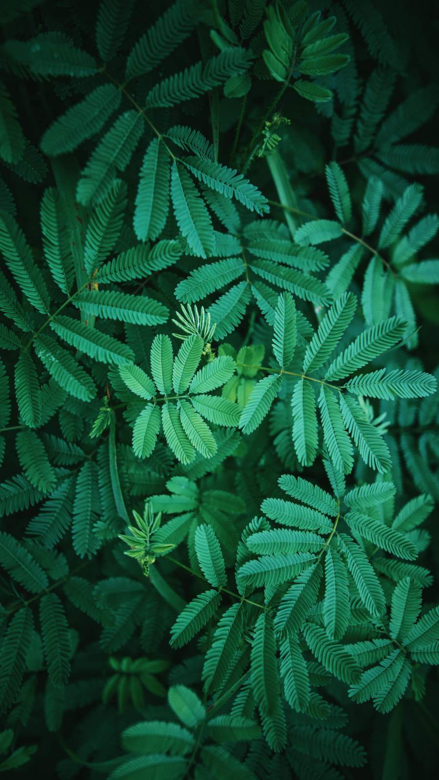900x1600 Green Foliage Nature iPhone Wallpaper Wallpaper : iPhone Wallpaper