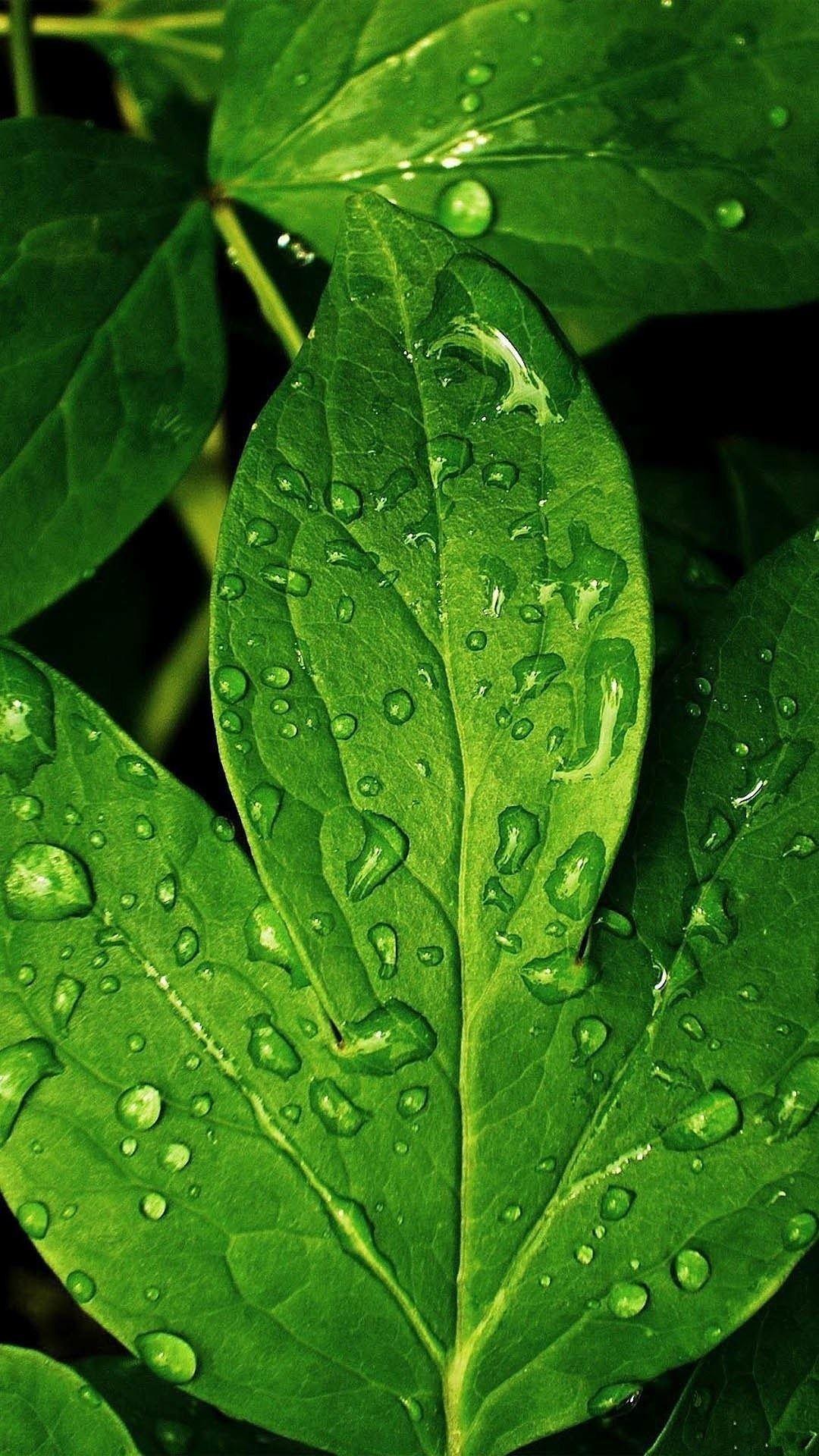 1080x1920 Close Ups IPhone 6 Plus Wallpaper Dew Green Leaf IPhone 6 Plus HD Wallpaper. Leaves Wallpaper Iphone, IPhone 6 Plus Wallpaper, Leaf Wallpaper
