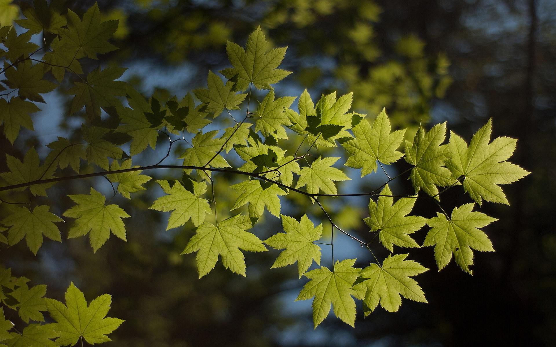 1920x1200 Green foliage