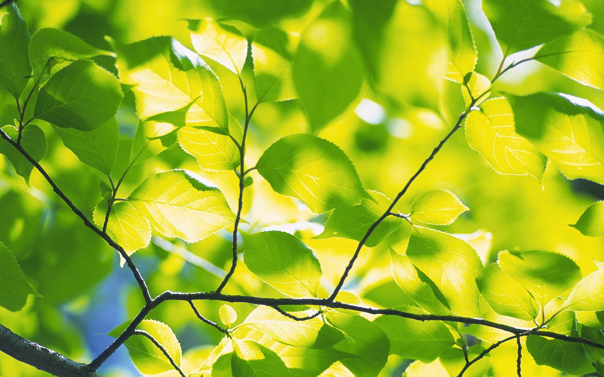 1920x1200 Green foliage wallpaperx1200