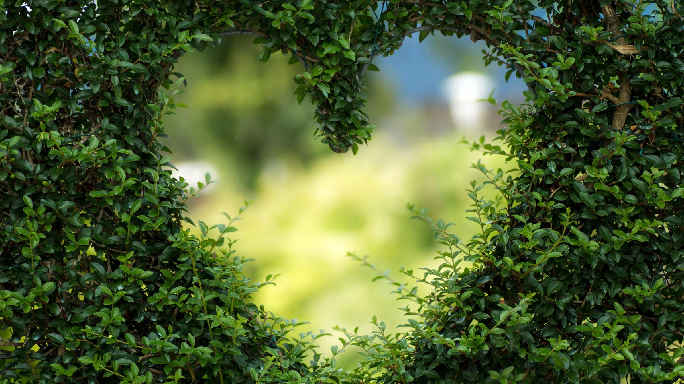 2400x1350 Wallpaper 4k Heart Green Leaves Wallpaper