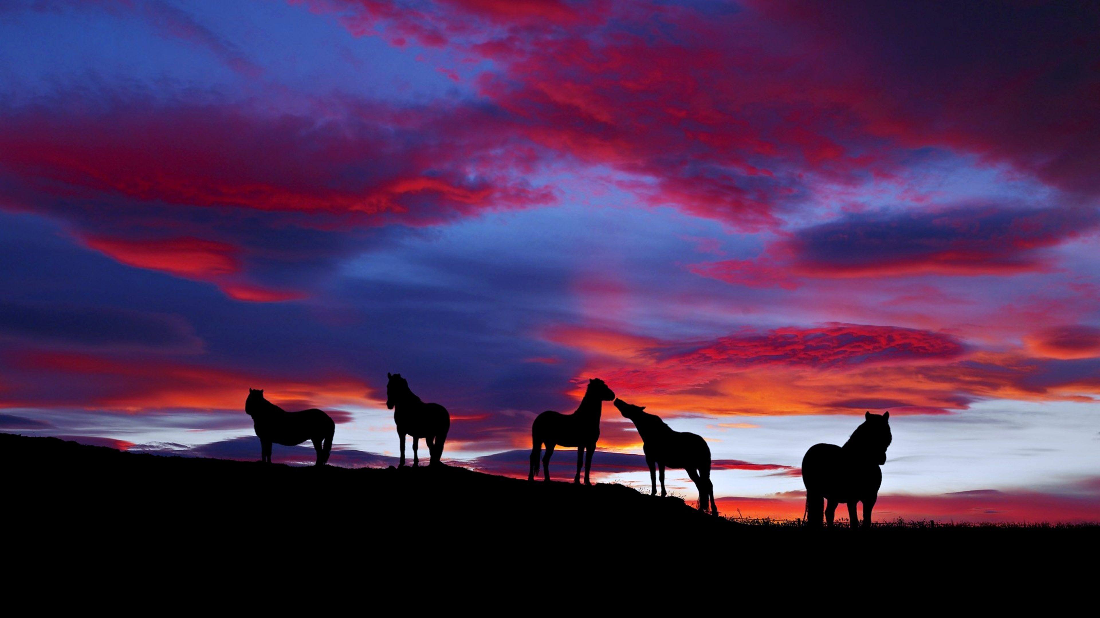 3840x2160 Horses At Sunset Wallpaper