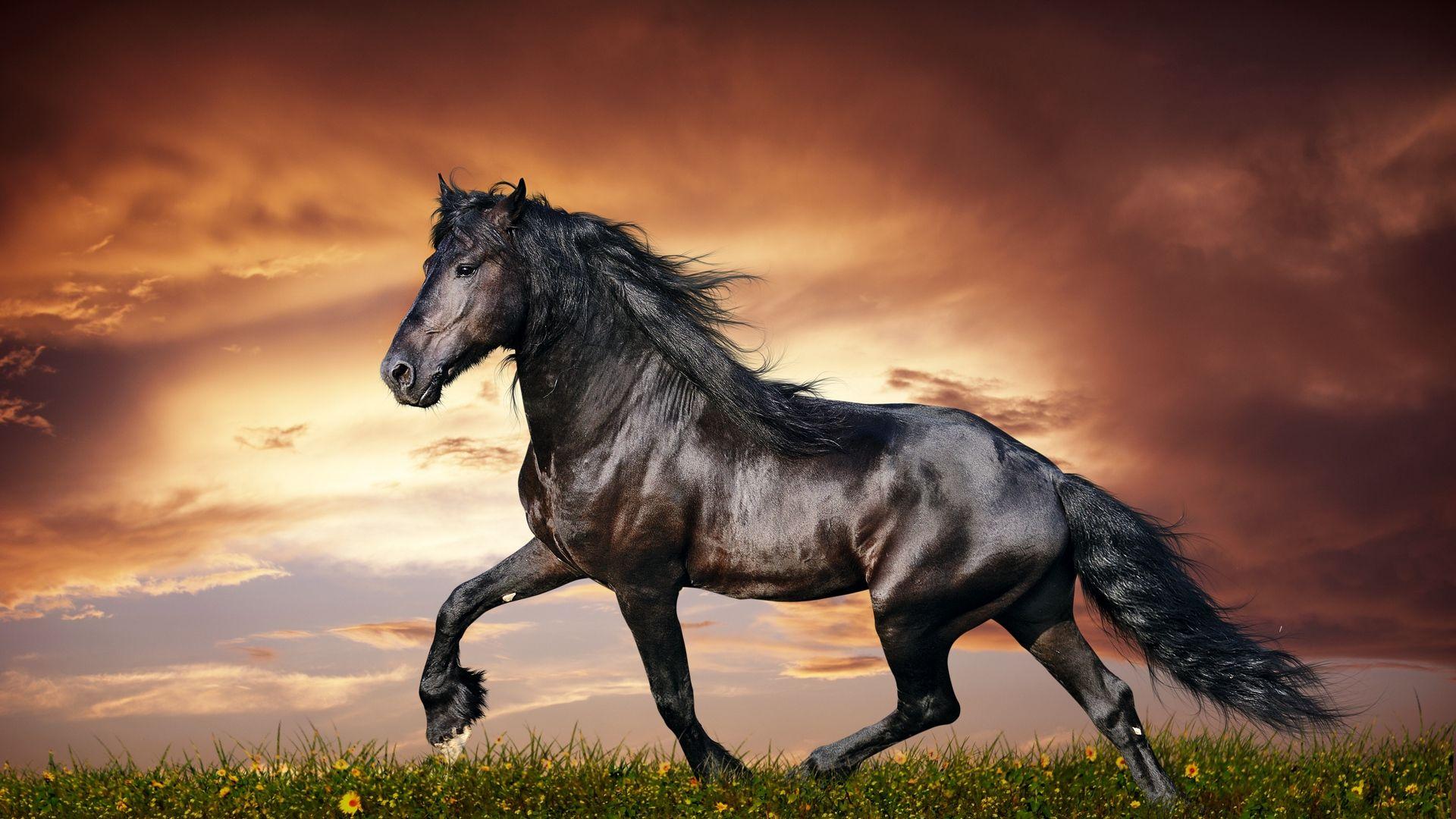 1920x1080 Horse Wallpaper