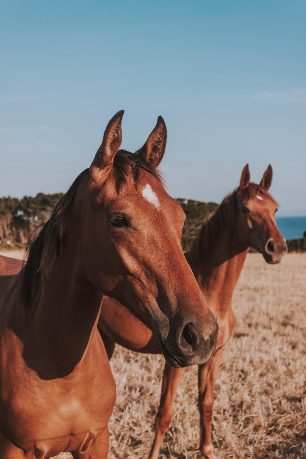 1000x1500 Horse Wallpaper: Free HD Download [HQ]