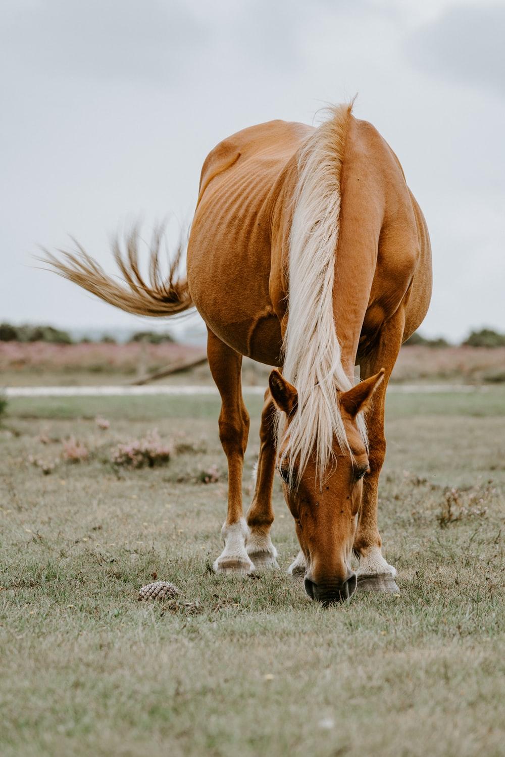 1000x1499 Horse Wallpaper: Free HD Download [HQ]