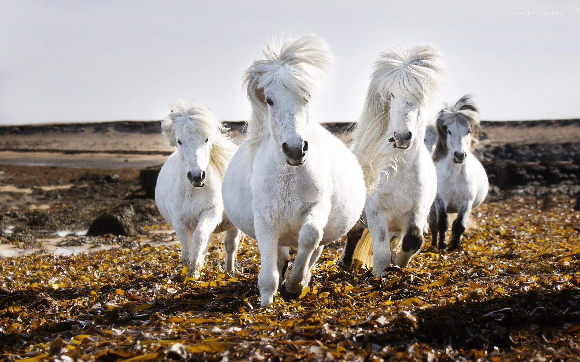 1920x1200 Best Horse Wallpaper, Horse Wallpaper Free Download