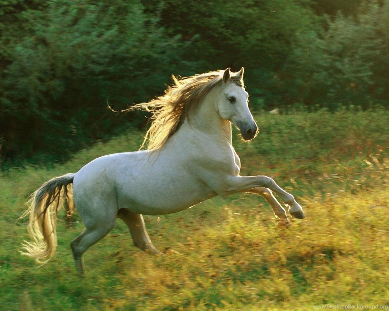 1280x1024 White Horse Wallpaper White Horse Running Wallpaper White Horse. Desktop Background