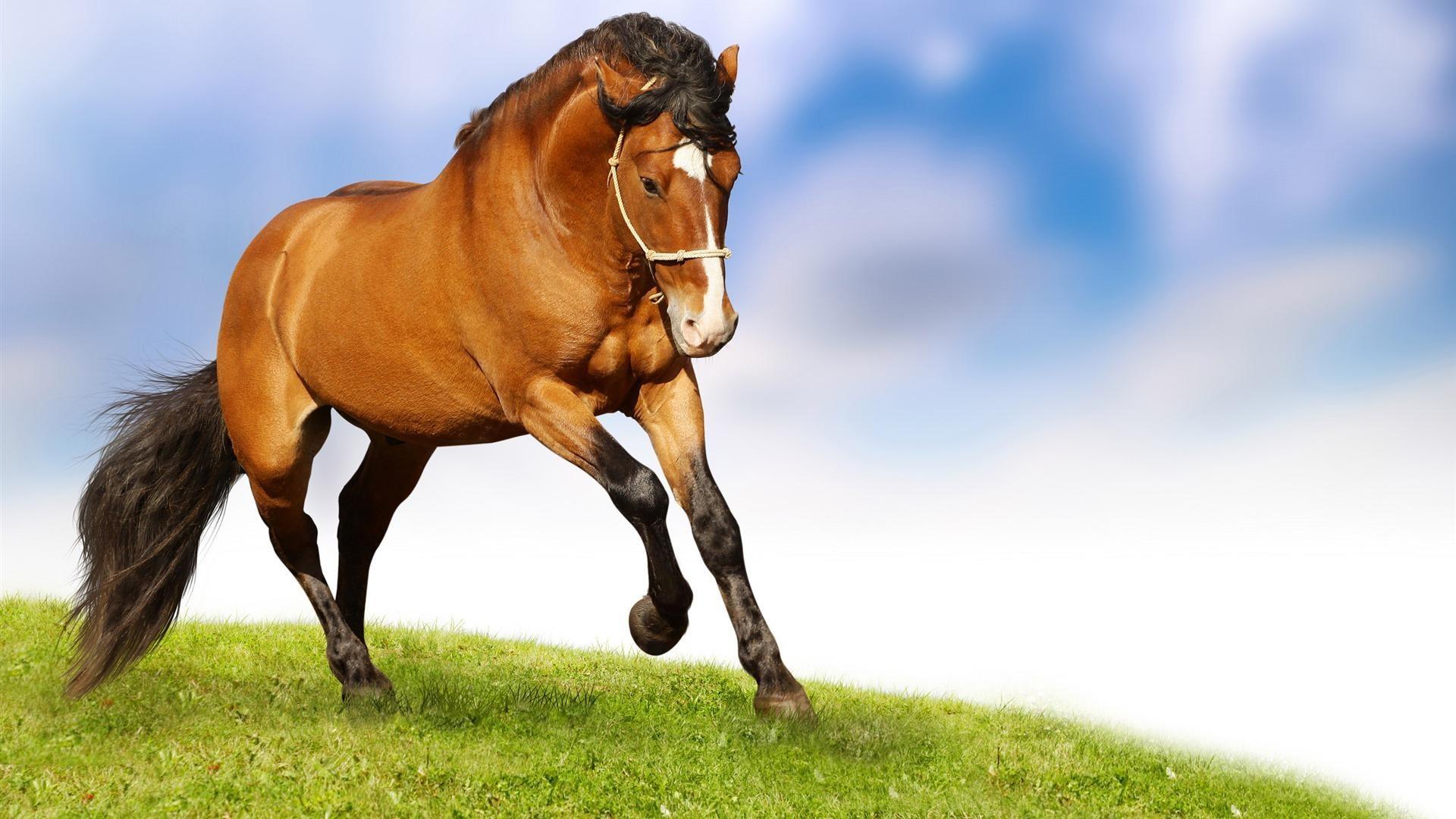 1920x1080 Horse Wallpaper