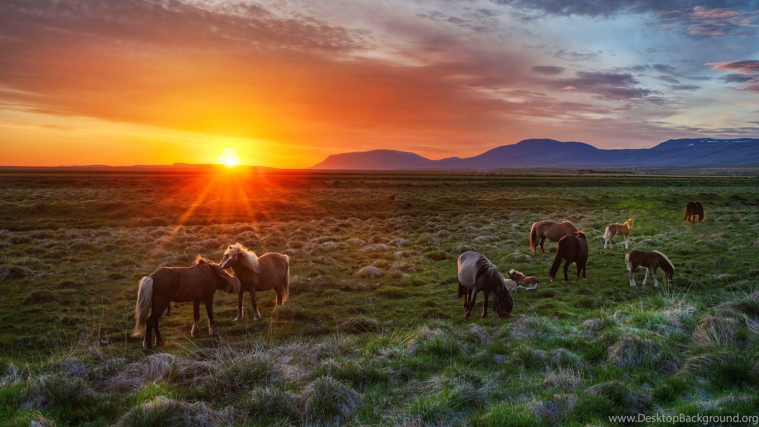 2560x1440 Horses At Sunset Wallpaper