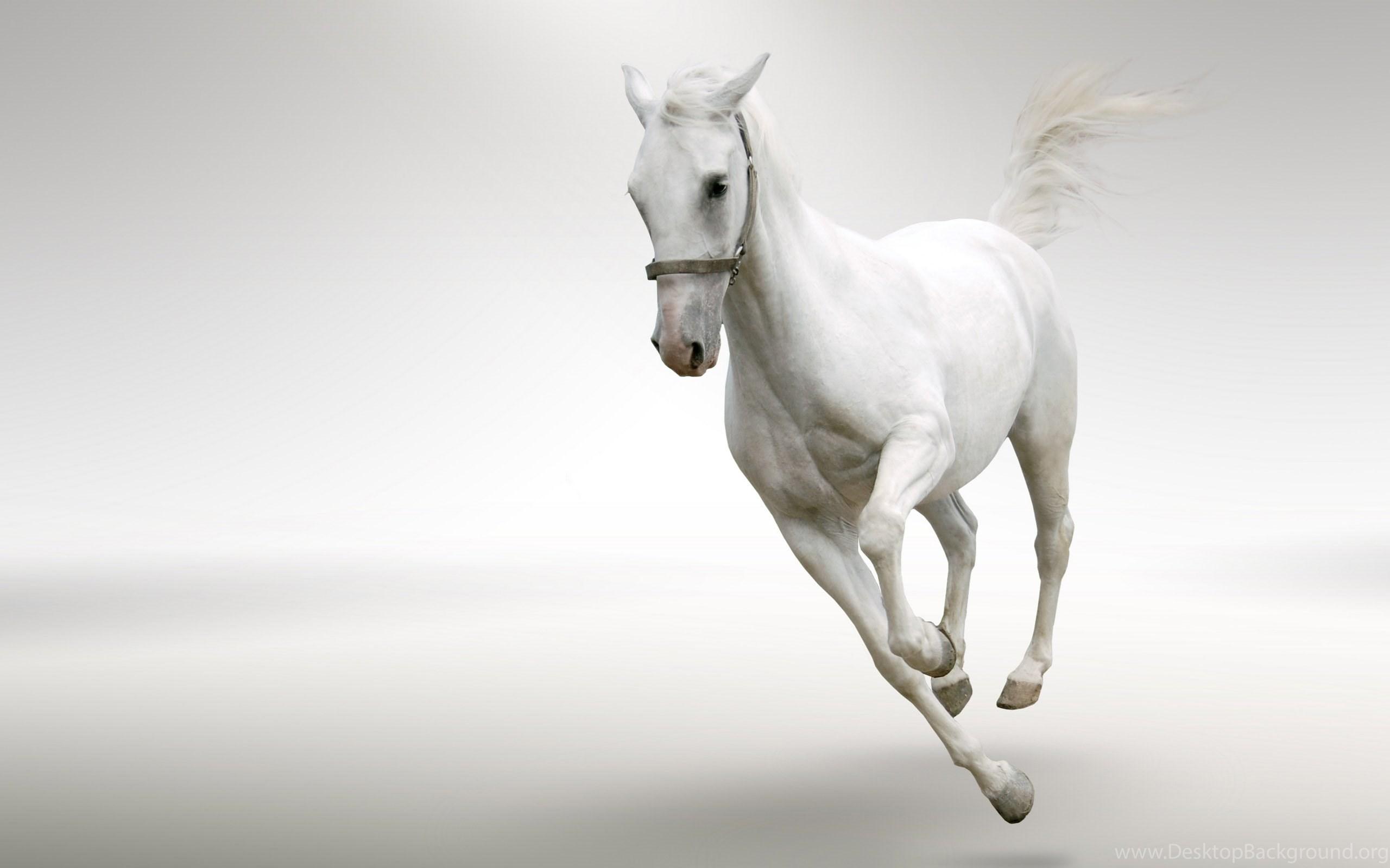 2560x1600 Wallpaper Running Horses Free Wild Gt Horse Scenery. Desktop Background