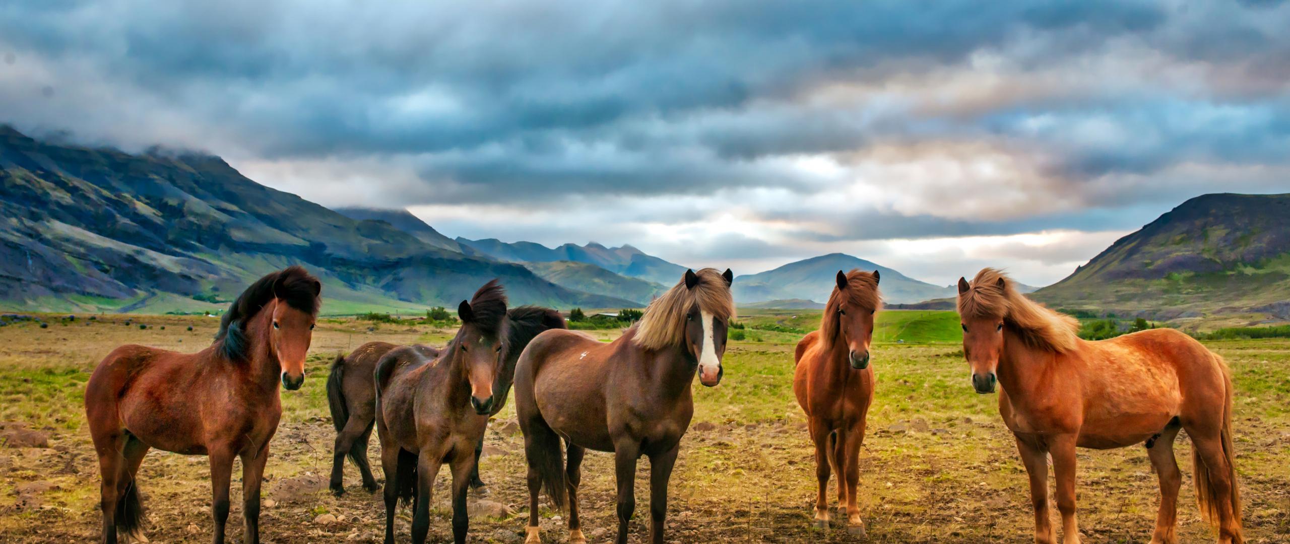 2560x1080 Desktop Wallpaper Herd, Horses, Animal, Landscape, 4k, HD Image, Picture, Background, 743b42