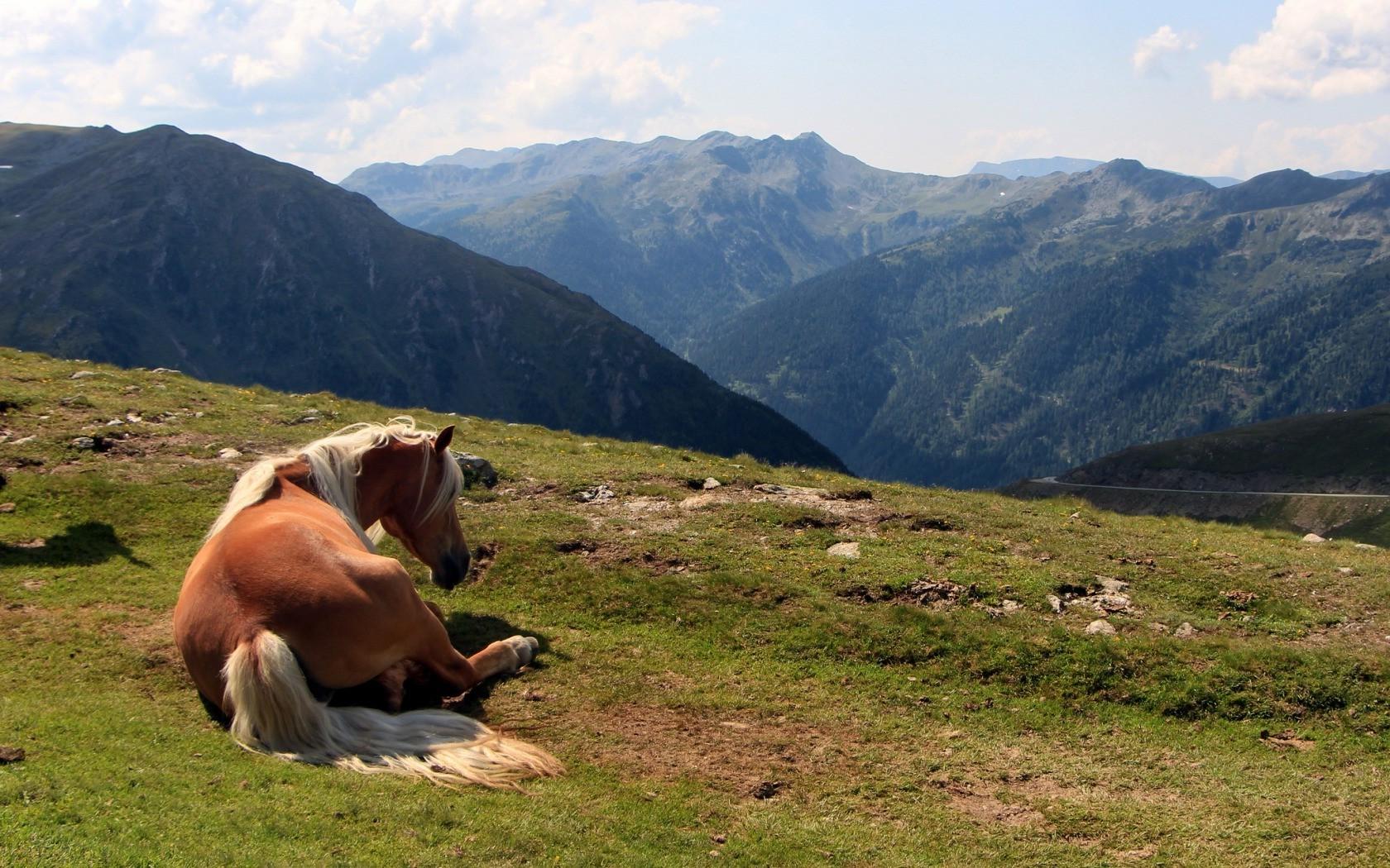 1680x1050 landscape, Horse, Mountain Wallpaper HD / Desktop and Mobile Background
