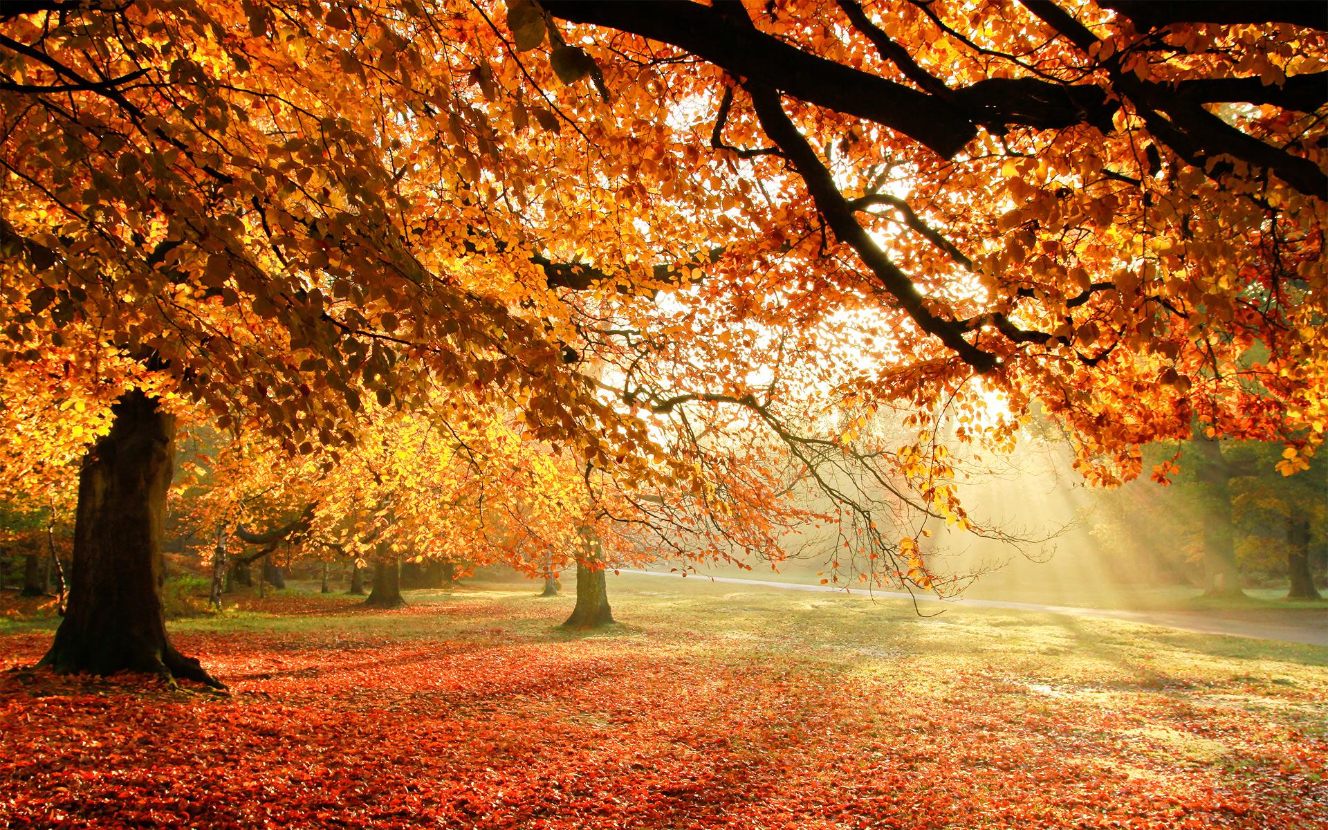 1920x1200 Autumn Trees Wallpaper