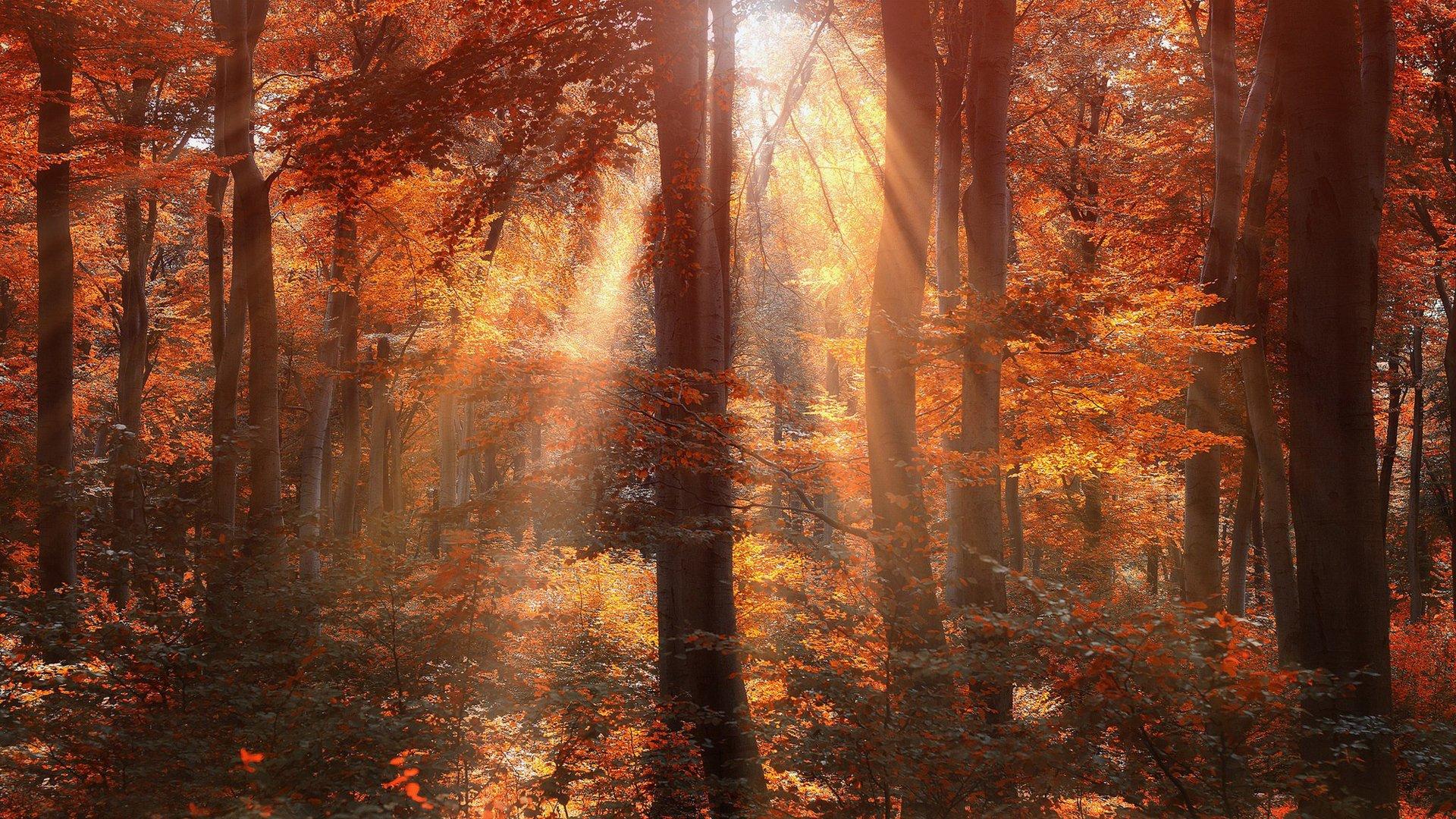 1920x1080 Sun Shining on Autumn Forest HD Wallpaper